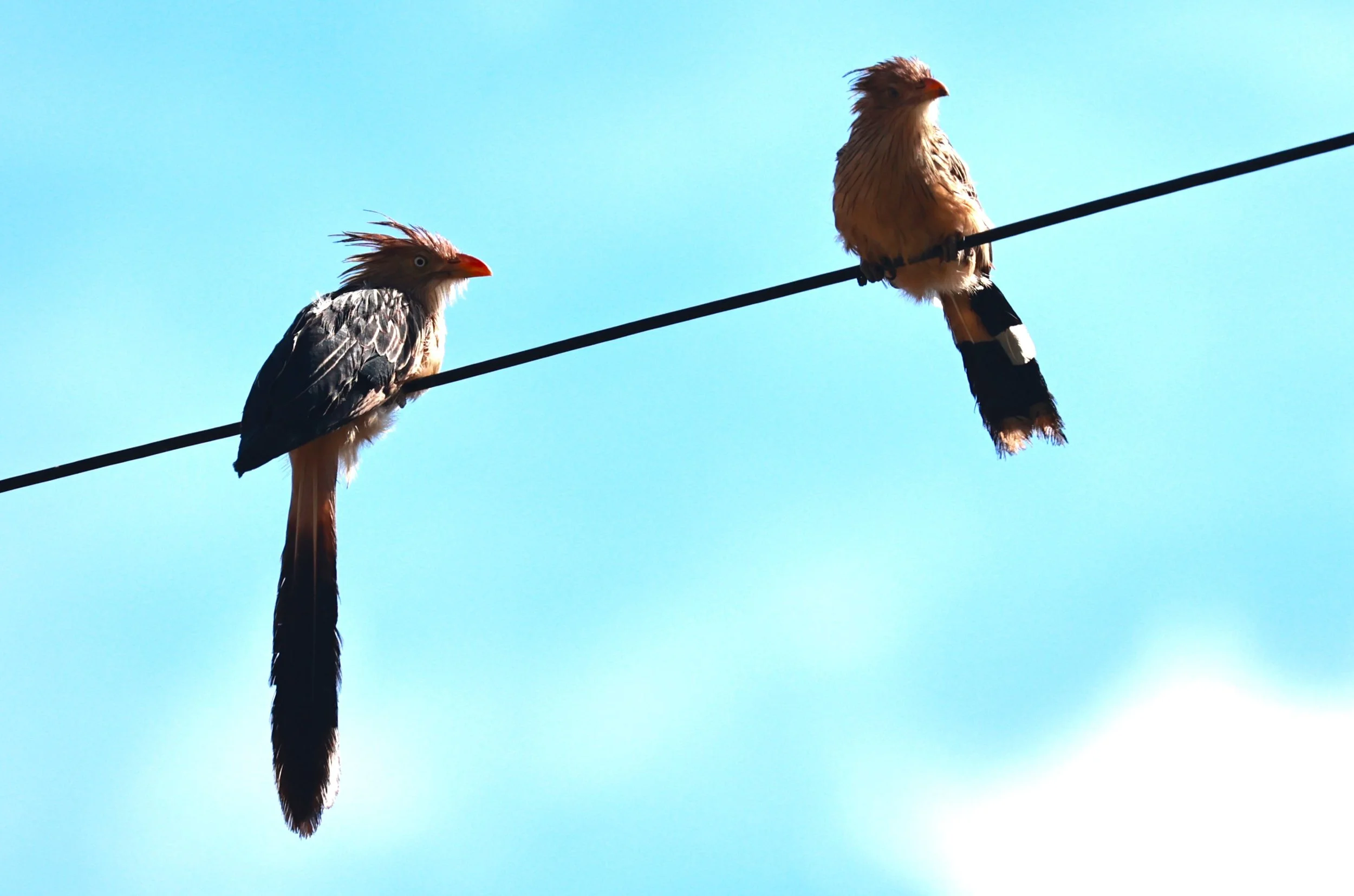 Guira Cuckoo (Guira guira) Alfonso Claudio, Espirito Santo, Brazil (4).JPG