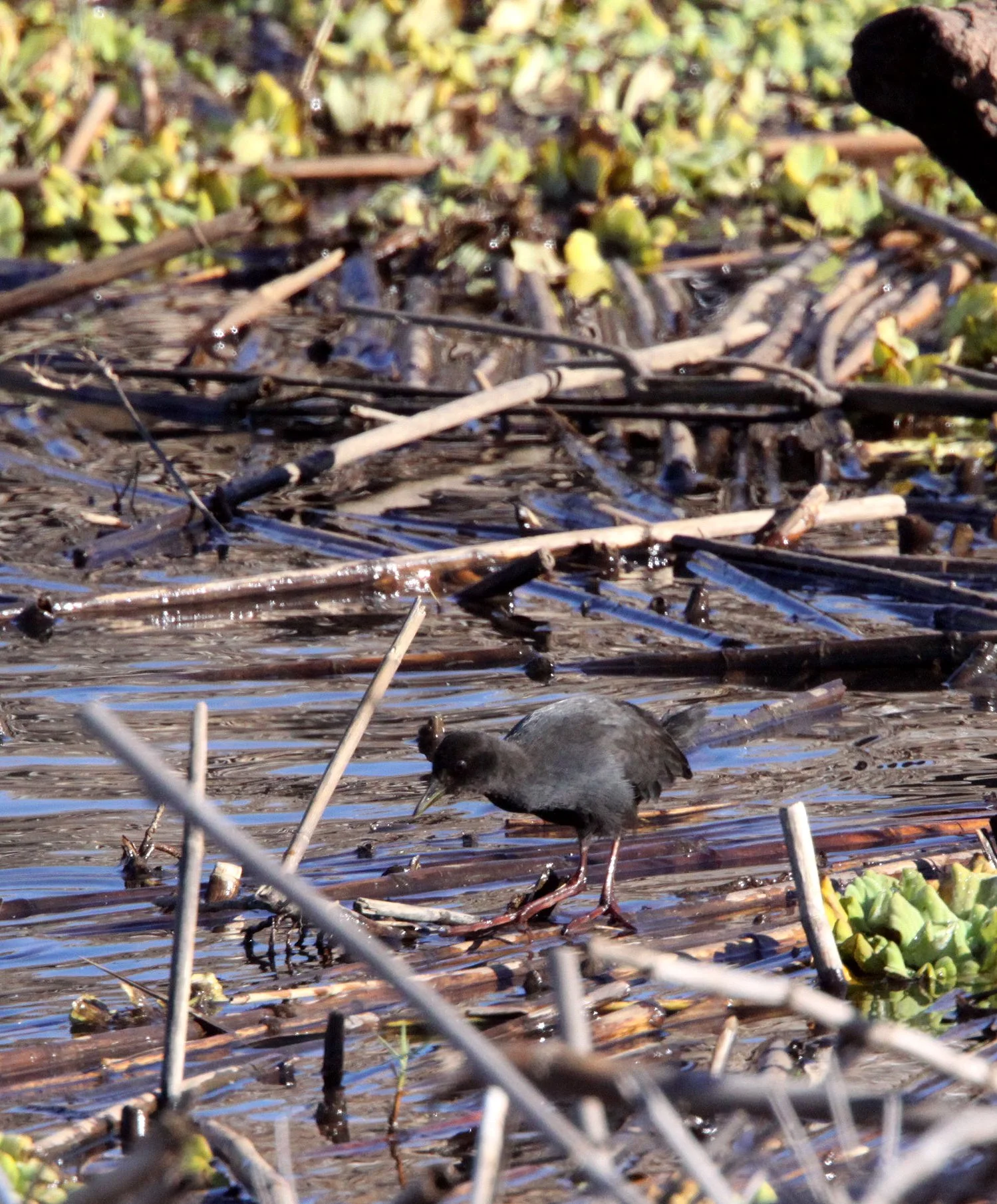 Black Crake (Zapornia flavirostra) Kruger National Park (10).JPG