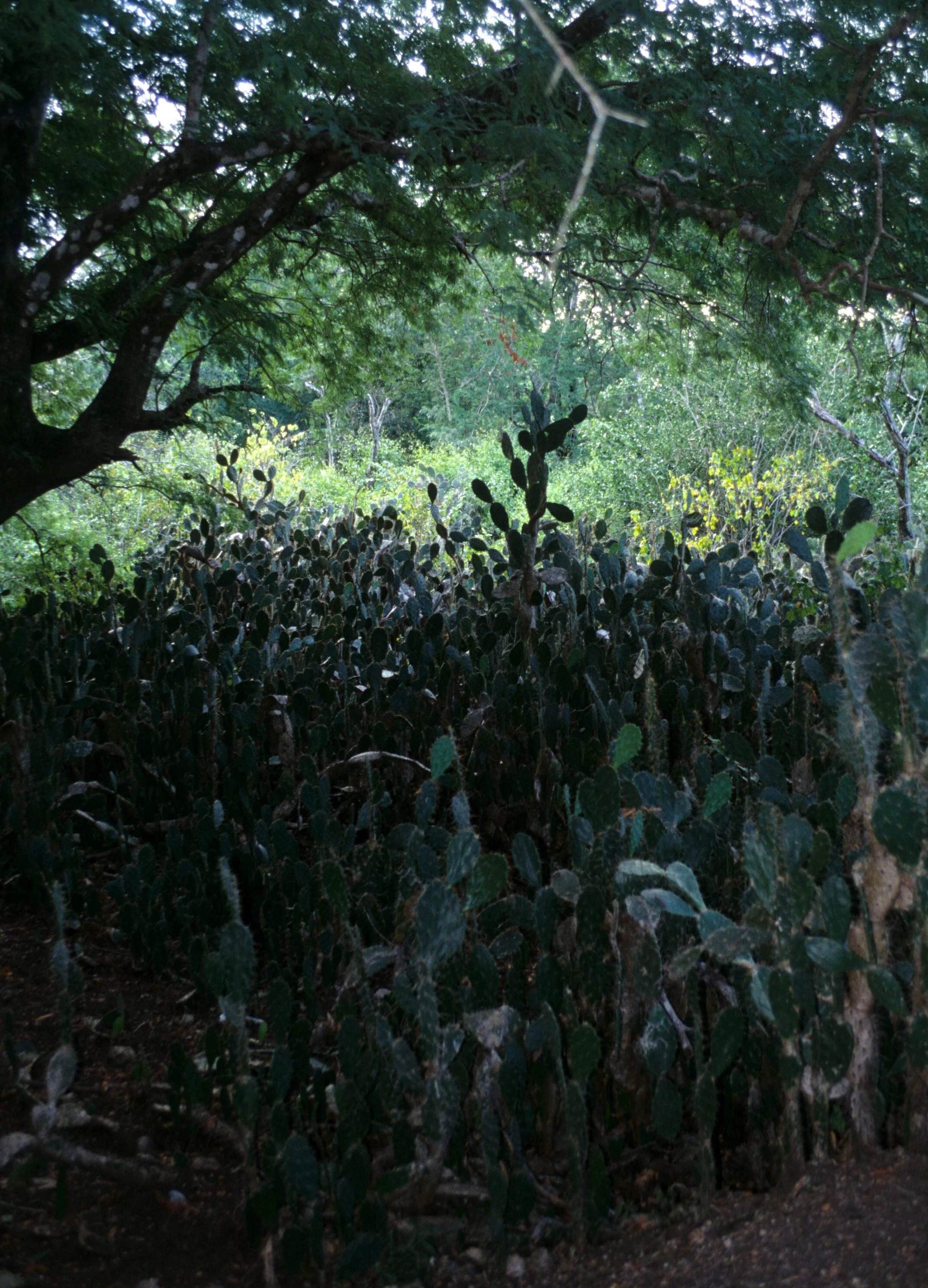 KOMODO - OPUNTIA SHRUB.jpg