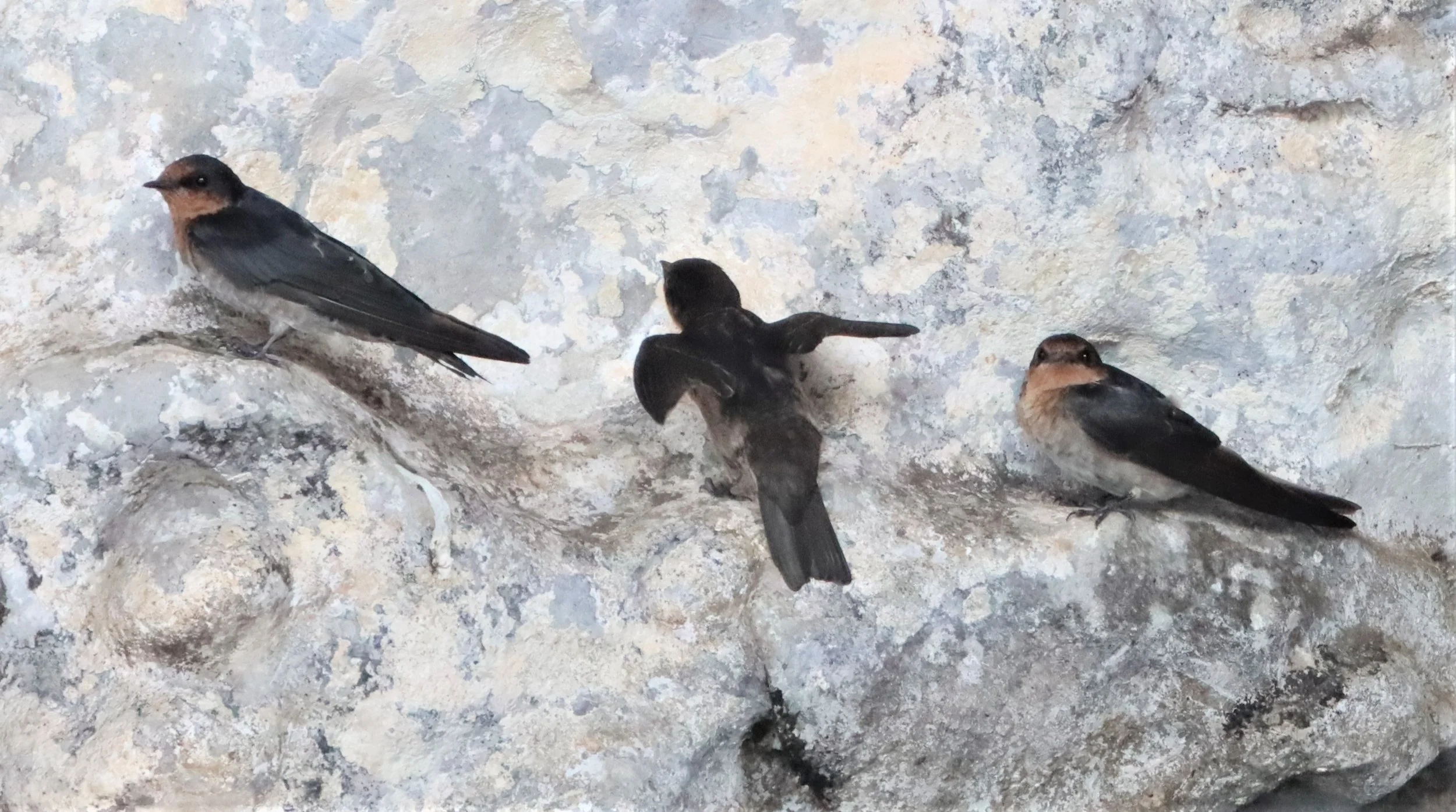 Barn Swallow (Hirundo rustica) Ao Phang Nga NP Thailand (9).jpg