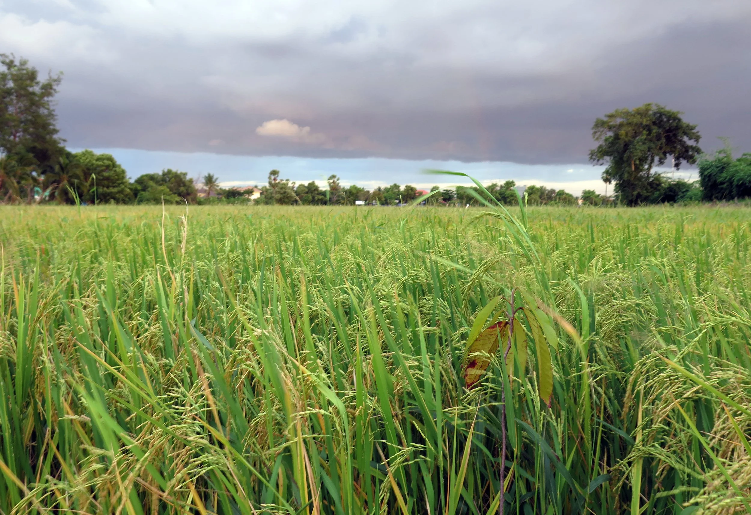 2015 Parties with Friends in Bangkok (82).JPG