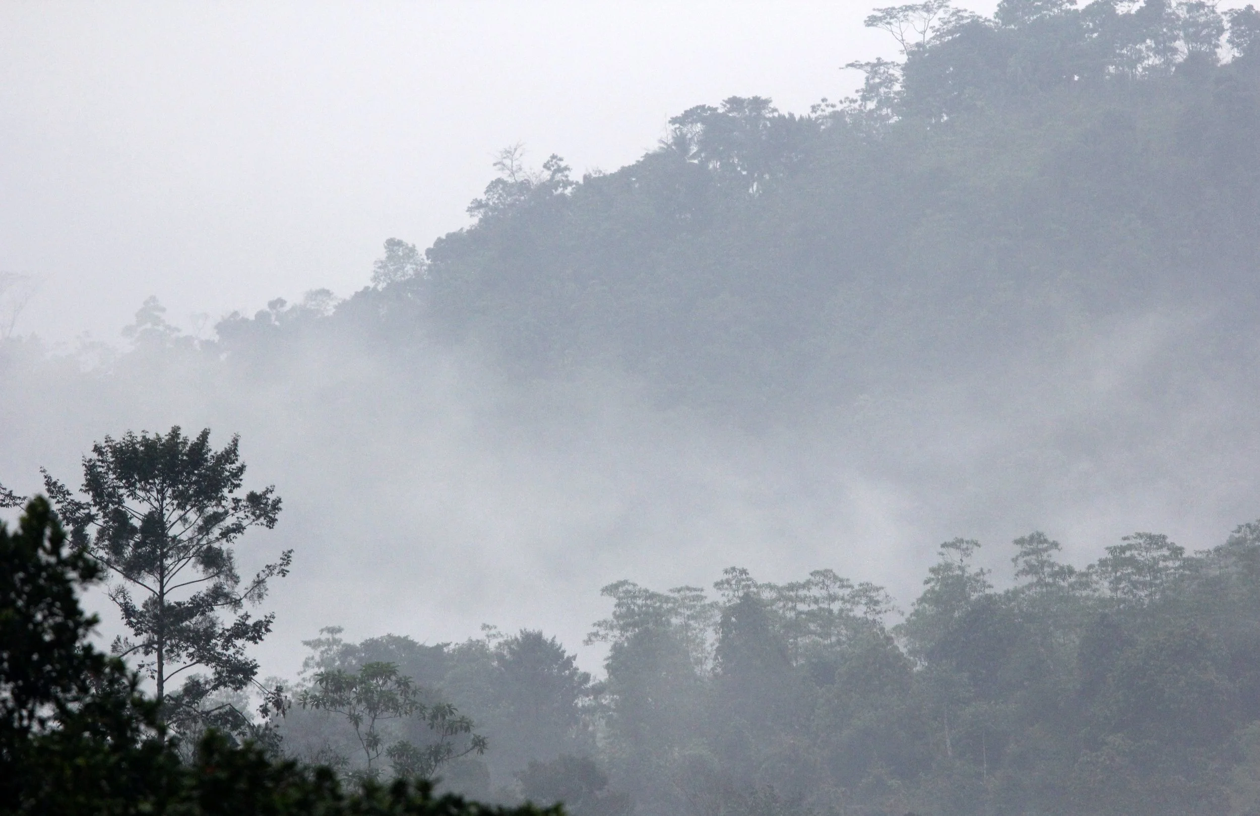 KITULGALA NATIONAL FOREST RESERVE SRI LANKA (21).JPG