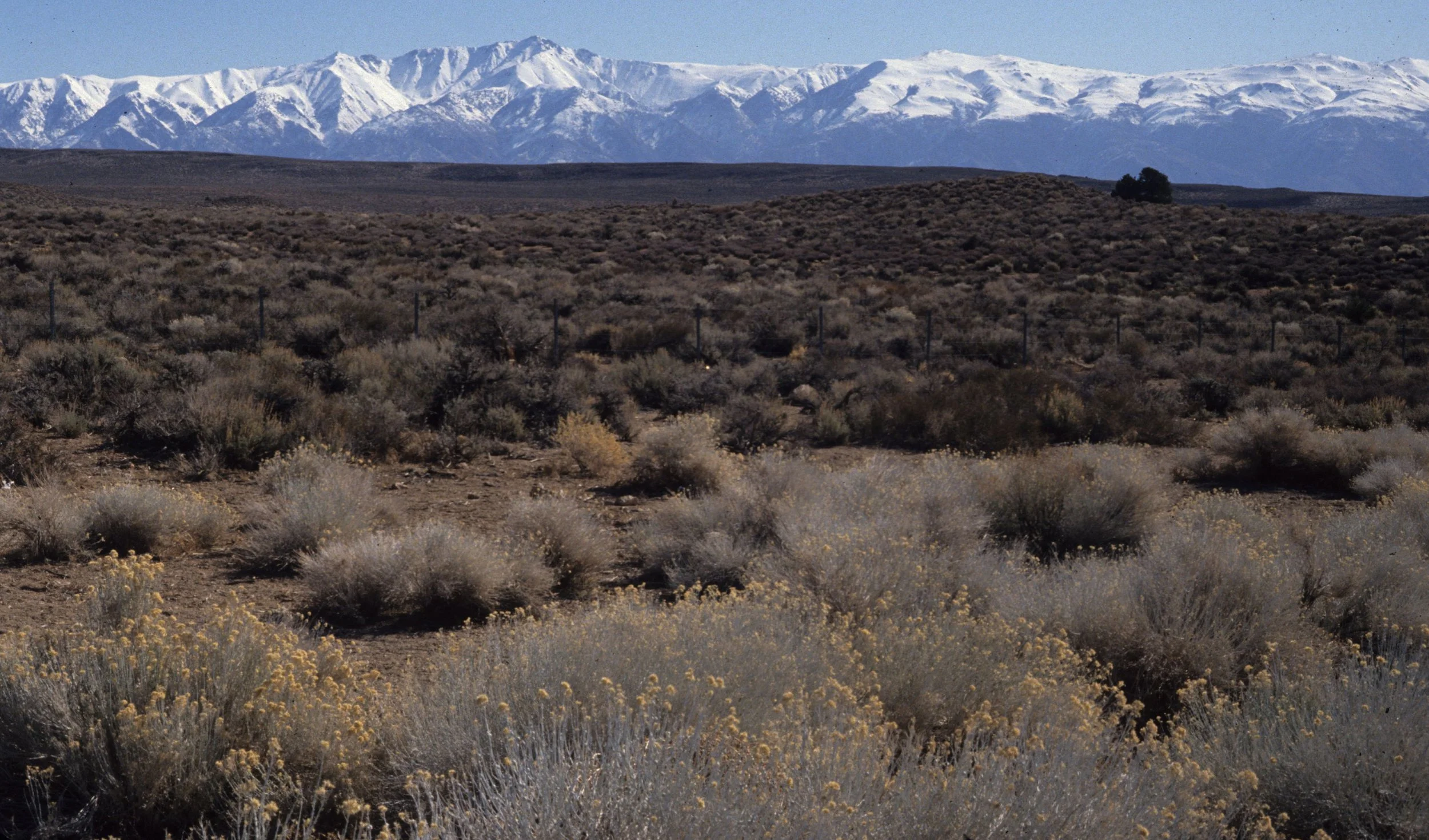 GREAT BASIN NP D.jpg