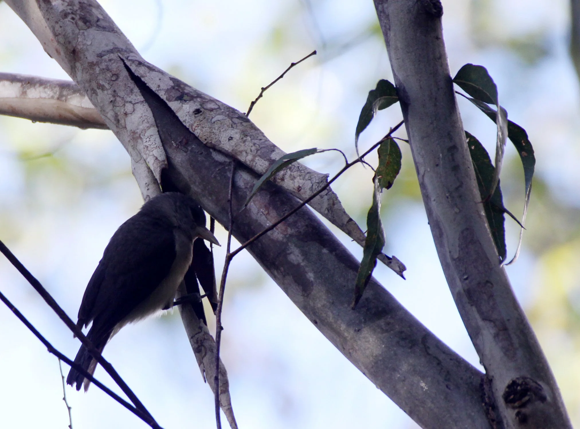 Artamella viridis - White-headed Vanga - Berenty Reserve, Madagascar (5).JPG