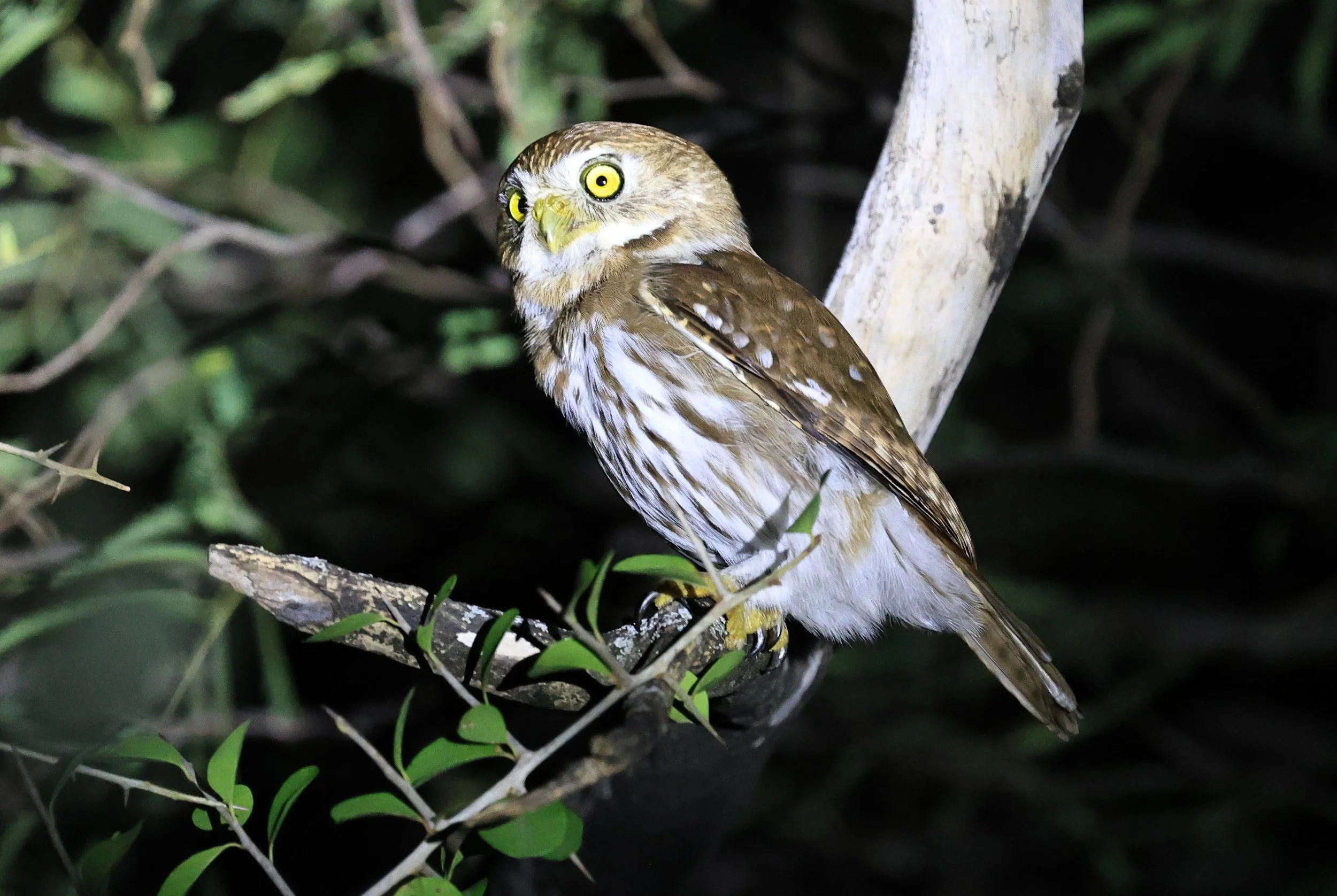 Ferruginous Pygmy-Owl (Glaucidium brasilianum) Reserva Nueland  Selva Serena (71).jpg