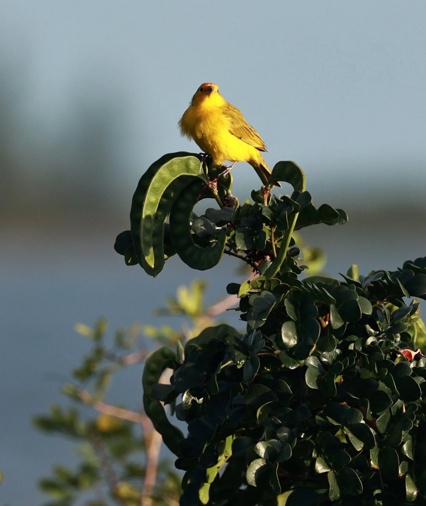 Saffron Finch (Sicalis flaveola) Superagui National Park, Brazil (3).jpg