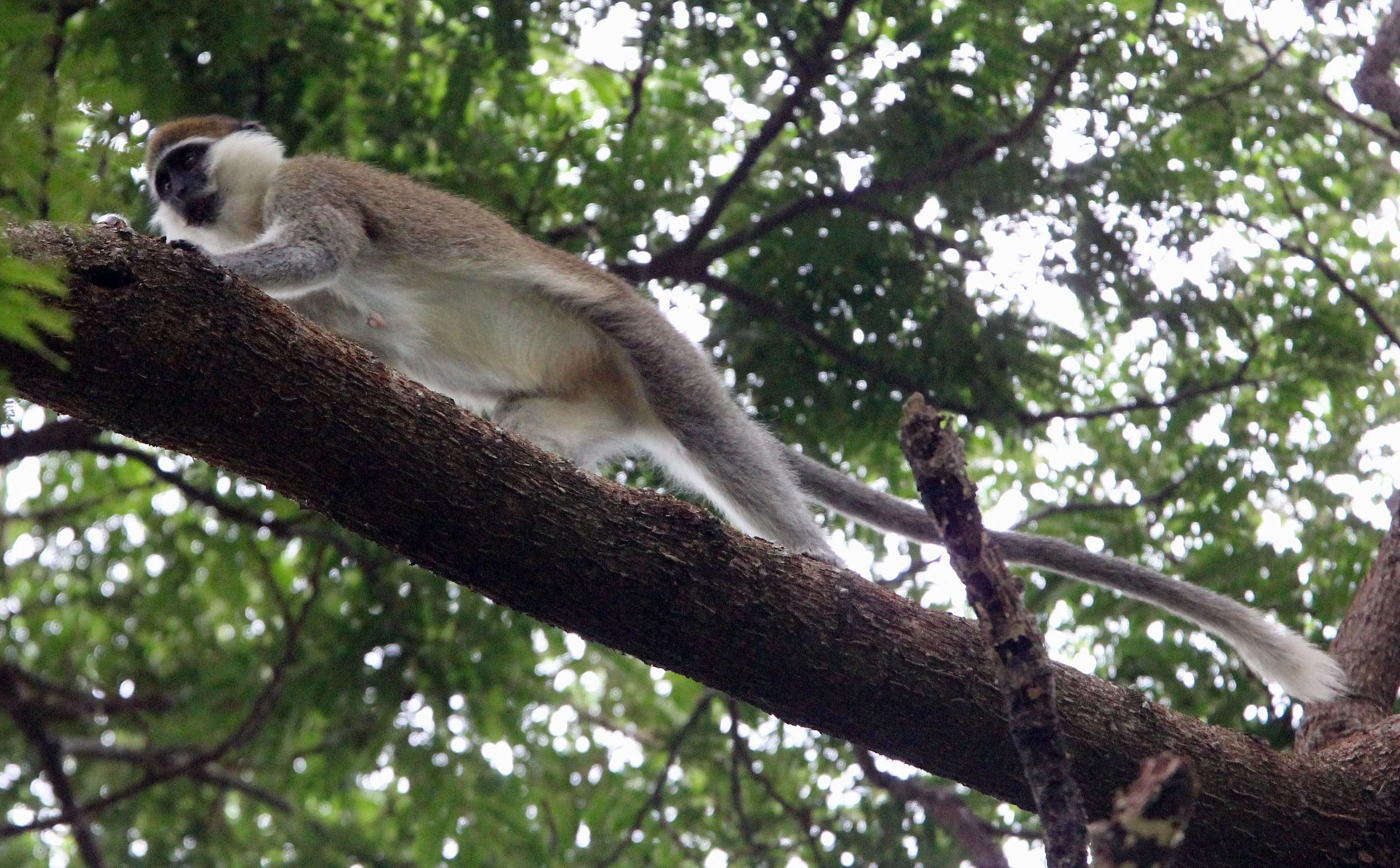 CERCOPITHECIDAE - Chlorocebus aethiops - GRIVET MONKEY - LANGANO LAKE ETHIOPIA (80).JPG