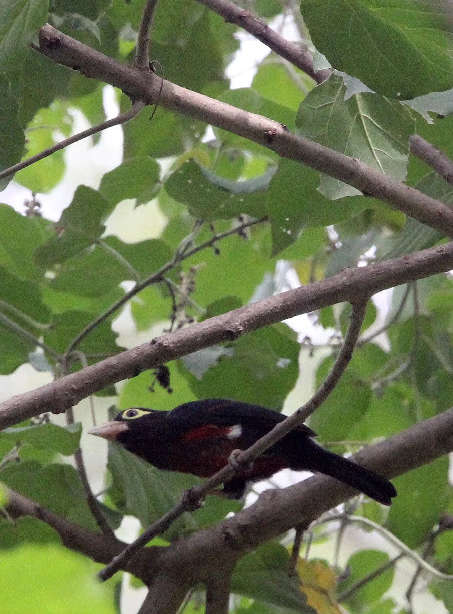 BARBET - DOUBLE-TOOTHED BARBET - Pogonornis bidentatus - LANGANO LAKE ETHIOPIA (5).JPG