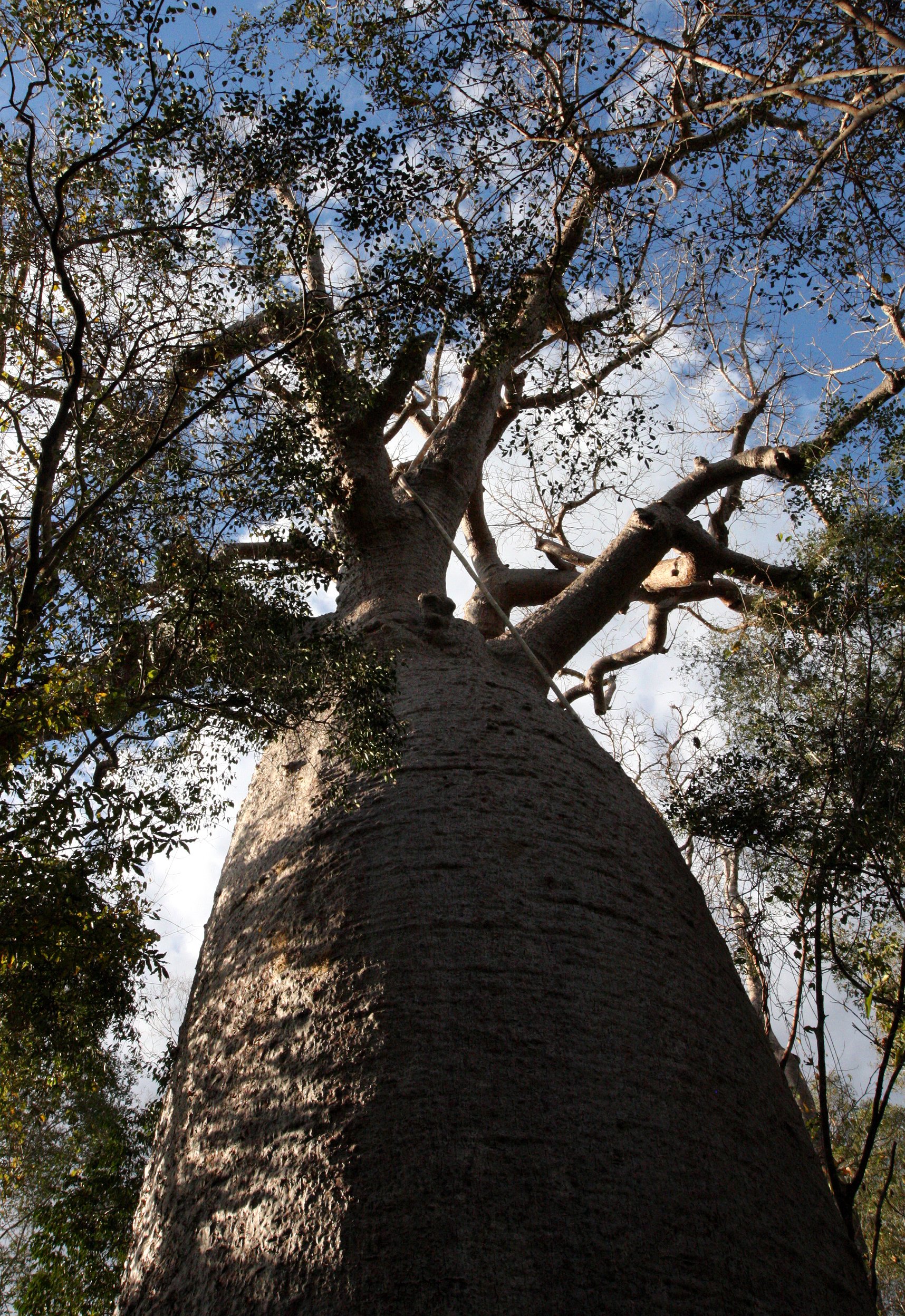 PLANT - BAOBAB - ADANSONIA ZA - LARGEST TREE IN KIRINDY - KIRINDY NATIONAL PARK MADAGASCAR (3).JPG