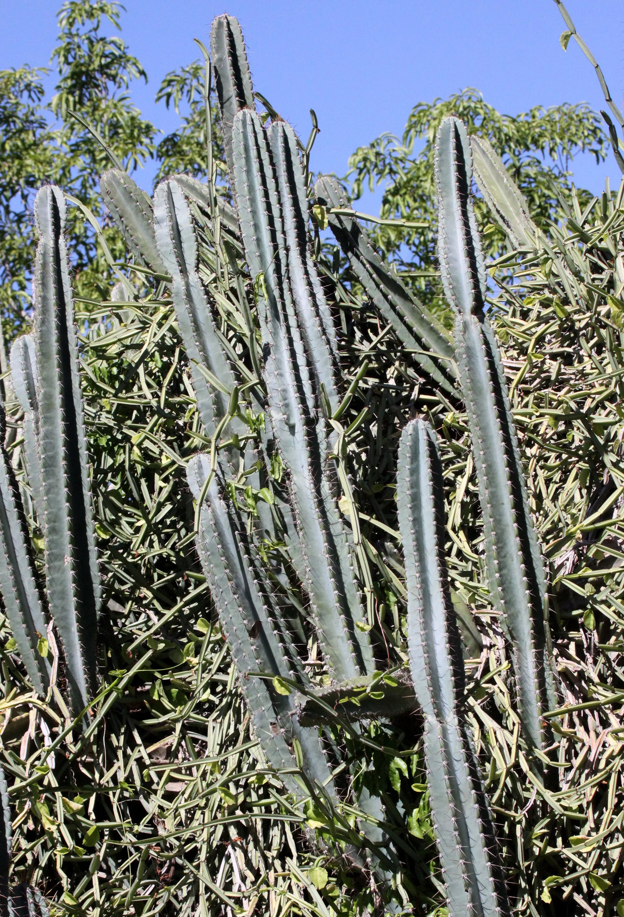 PLANT - CACTUS SPECIES - BERENTY RESERVE MADAGASCAR.JPG