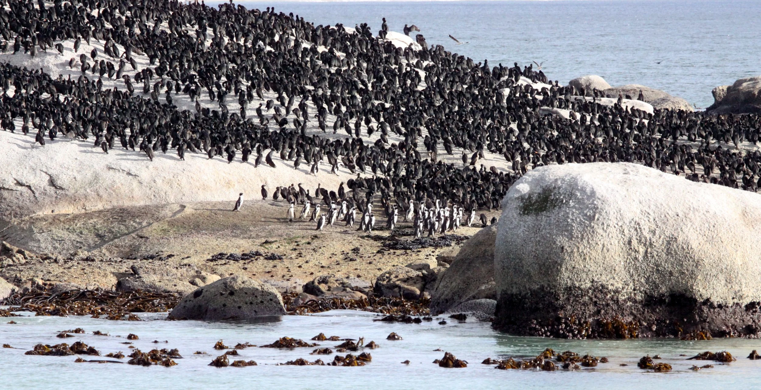 Jackass or African Penguin (Spheniscus demersus) Simon's Town Rookery, Table Mountain NP South Africa (75).JPG