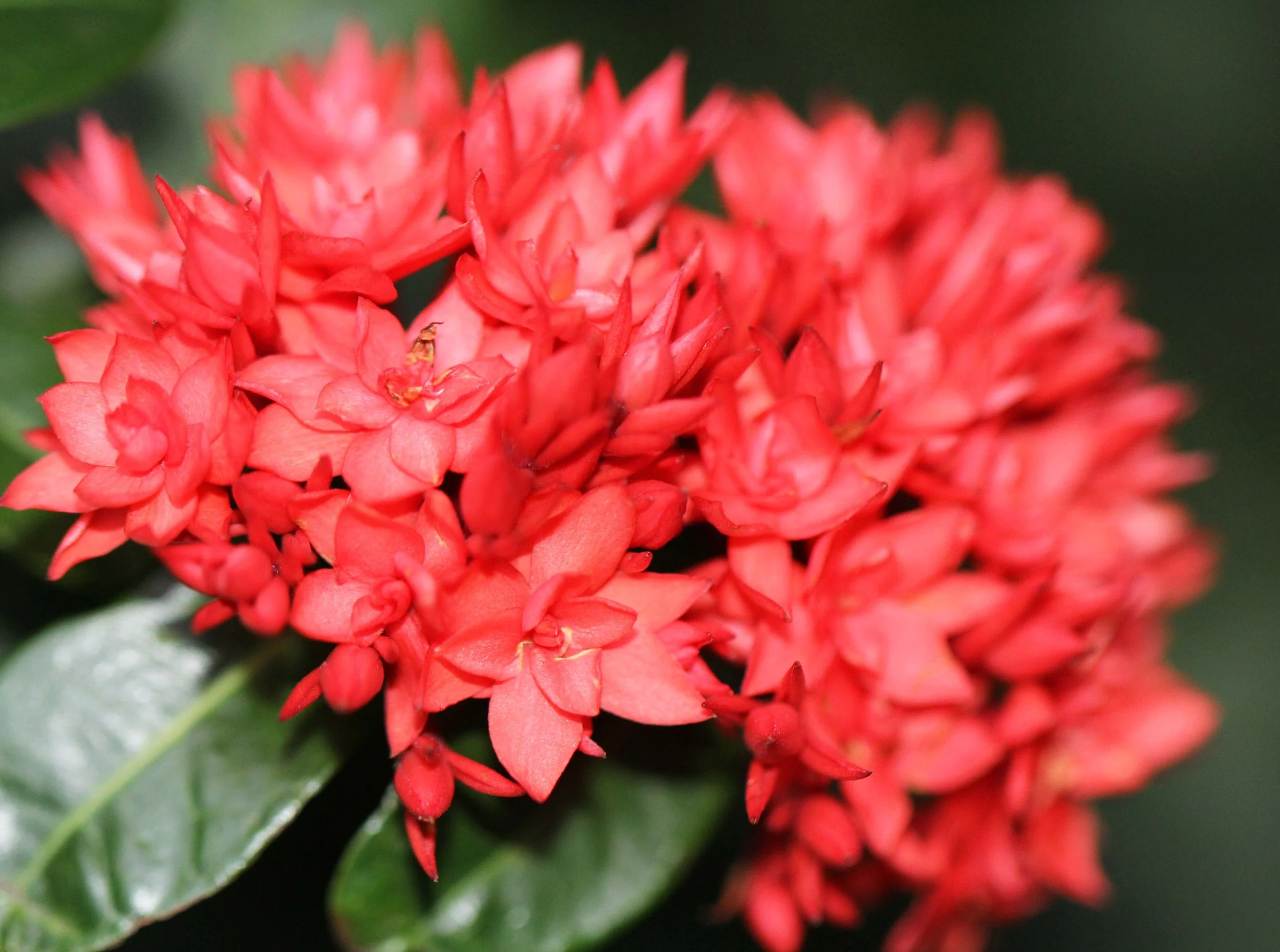 2013 River Treehouse with Friends in Nonthaburi (54).JPG