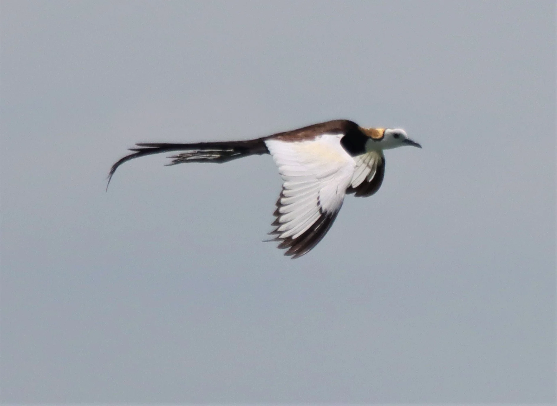 JACANA - PHEASANT-TAILED JACANA - Hydrophasianus chirurgus - BUENG BORAPHET NAKHON SAWAN AUGUST 2021 (133).jpg