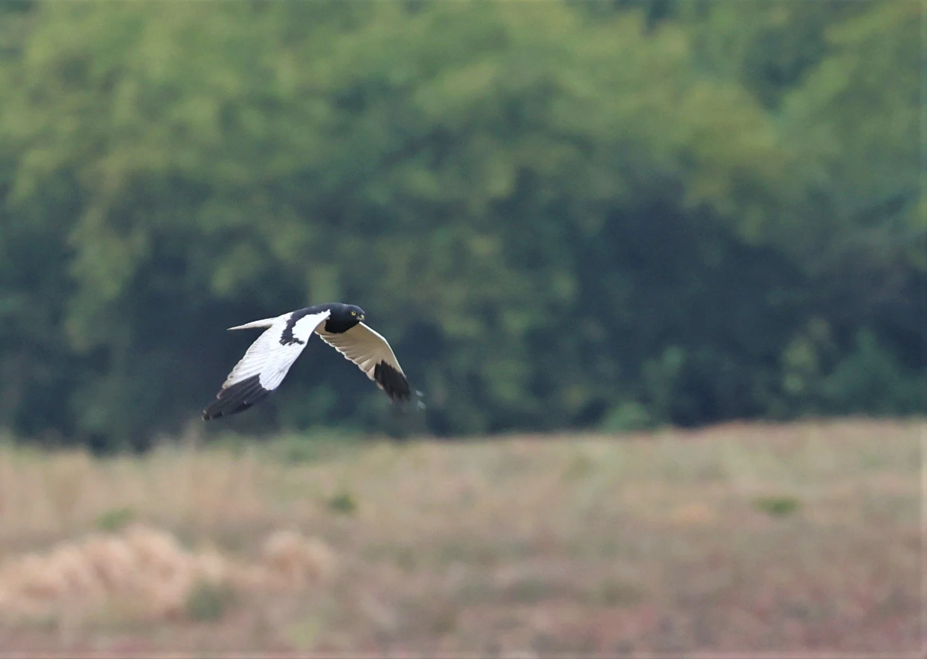 HARRIER - PIED HARRIER - Circus melanoleucos - YONOK CHIANG SAEN CHIANG RAI - ROOST Feb 2022 (75).jpg