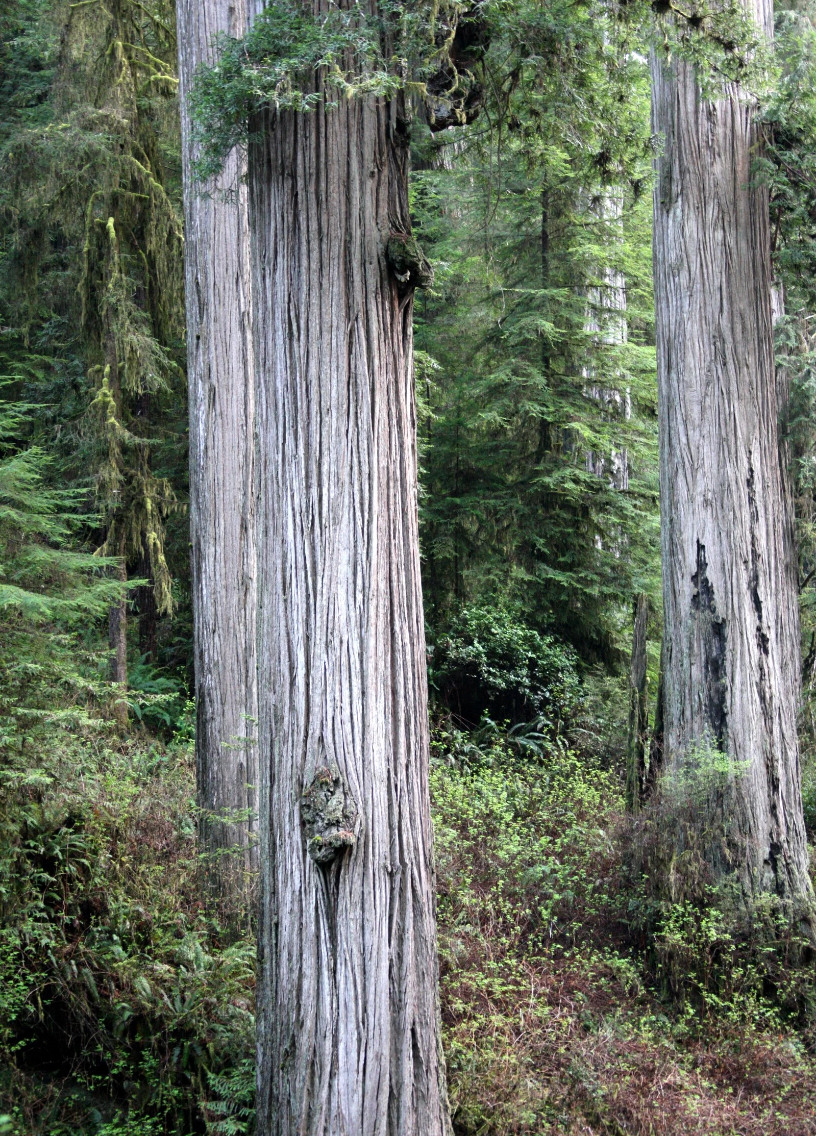JEDIDIAH SMITH REDWOODS STATE PARK CALIFORNIA (36).JPG