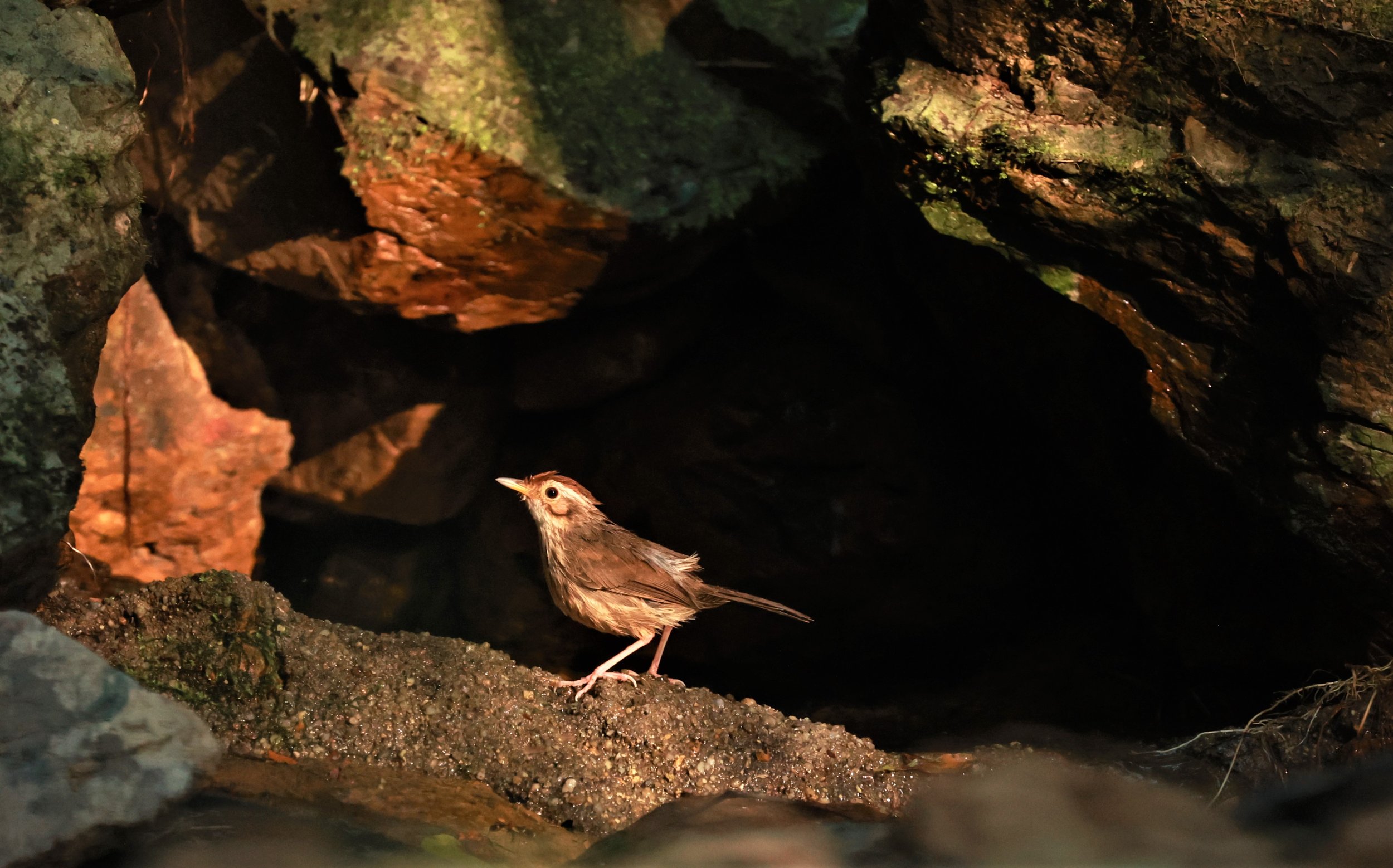 BABBLER - PUFF-THROATED BABBLER - Pellorneum ruficeps - KRUNG CHING, KHAO LUANG NATIONAL PARK, THAILAND APRIL 2023 (2).jpg