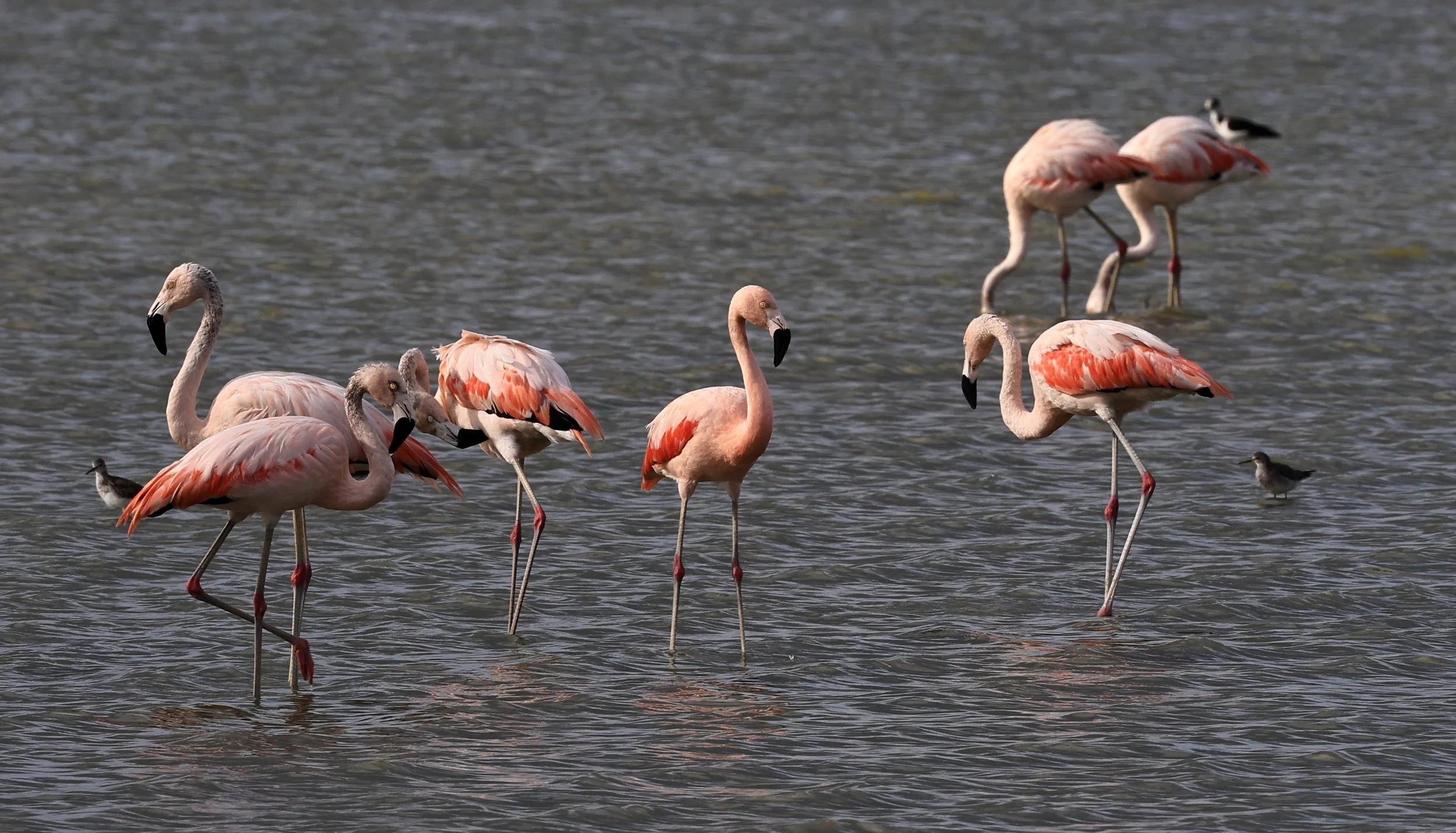 Chilean Flamingo (Phoenicopterus chilensis) Chaco Lodge & Laguna Salada Paraguay (52).jpg
