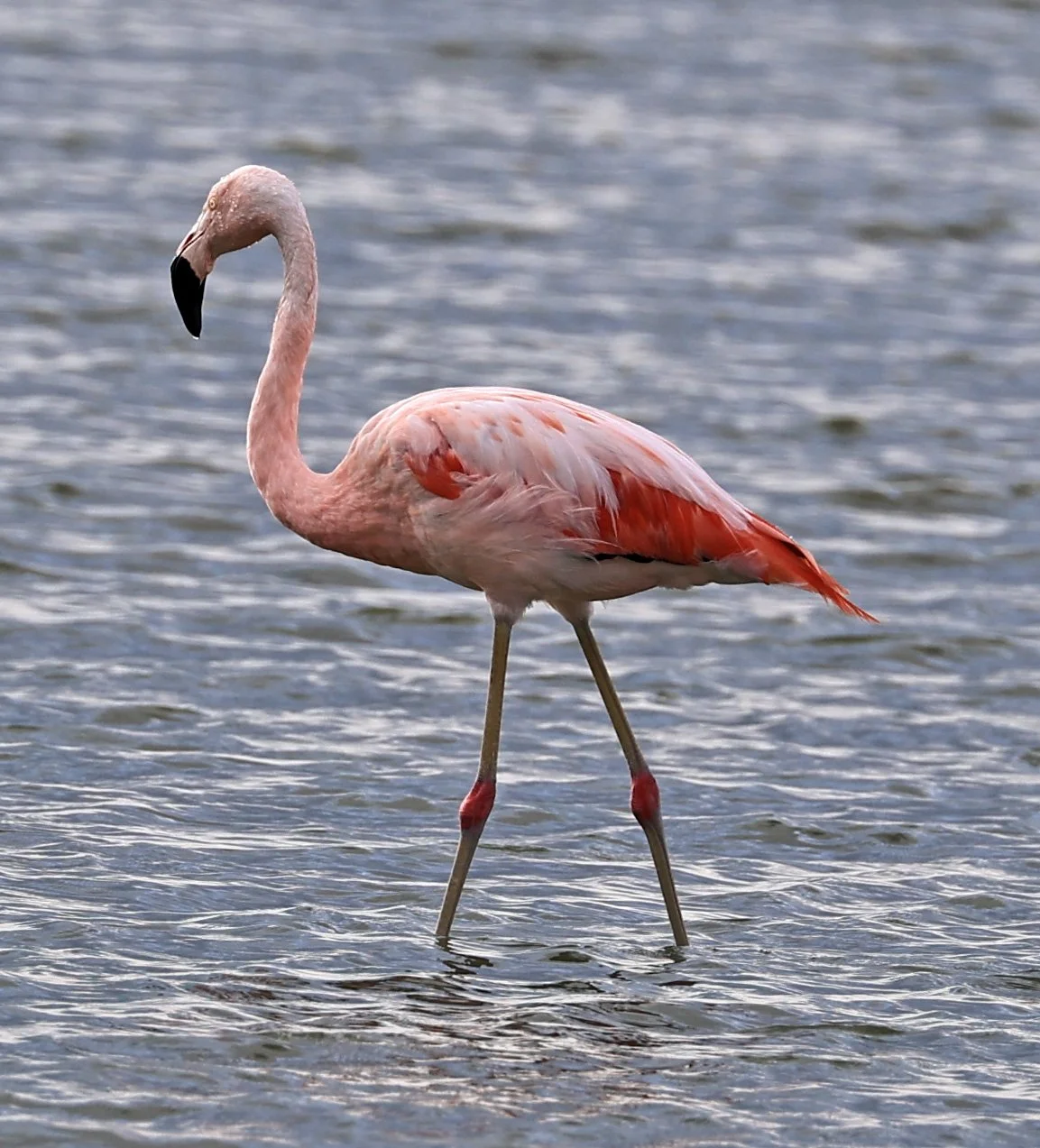 Chilean Flamingo (Phoenicopterus chilensis) Chaco Lodge & Laguna Salada Paraguay (16).jpg