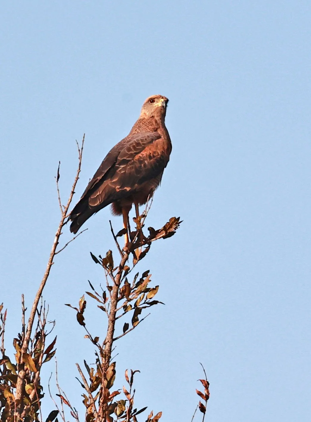 Hawk - Savanna Hawk - Buteogallus meridionalis - Emas National Park, Goias State, Brazil (5).jpg