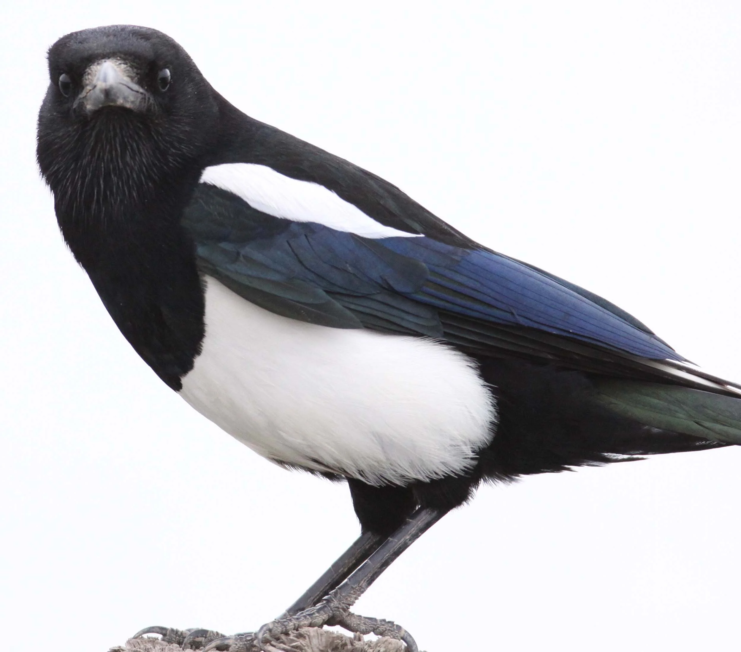 Oriental Magpie (Pica serica) China, Russia, Korea, Japan