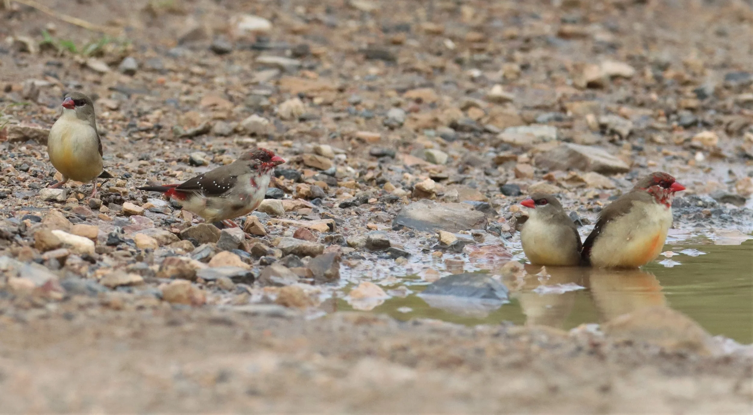 RED AVADAVAT - Amandava amandava - THAP YAO RICE FIELDS LAT KRABANG WITH LEUCISTIC FORM (11).jpg