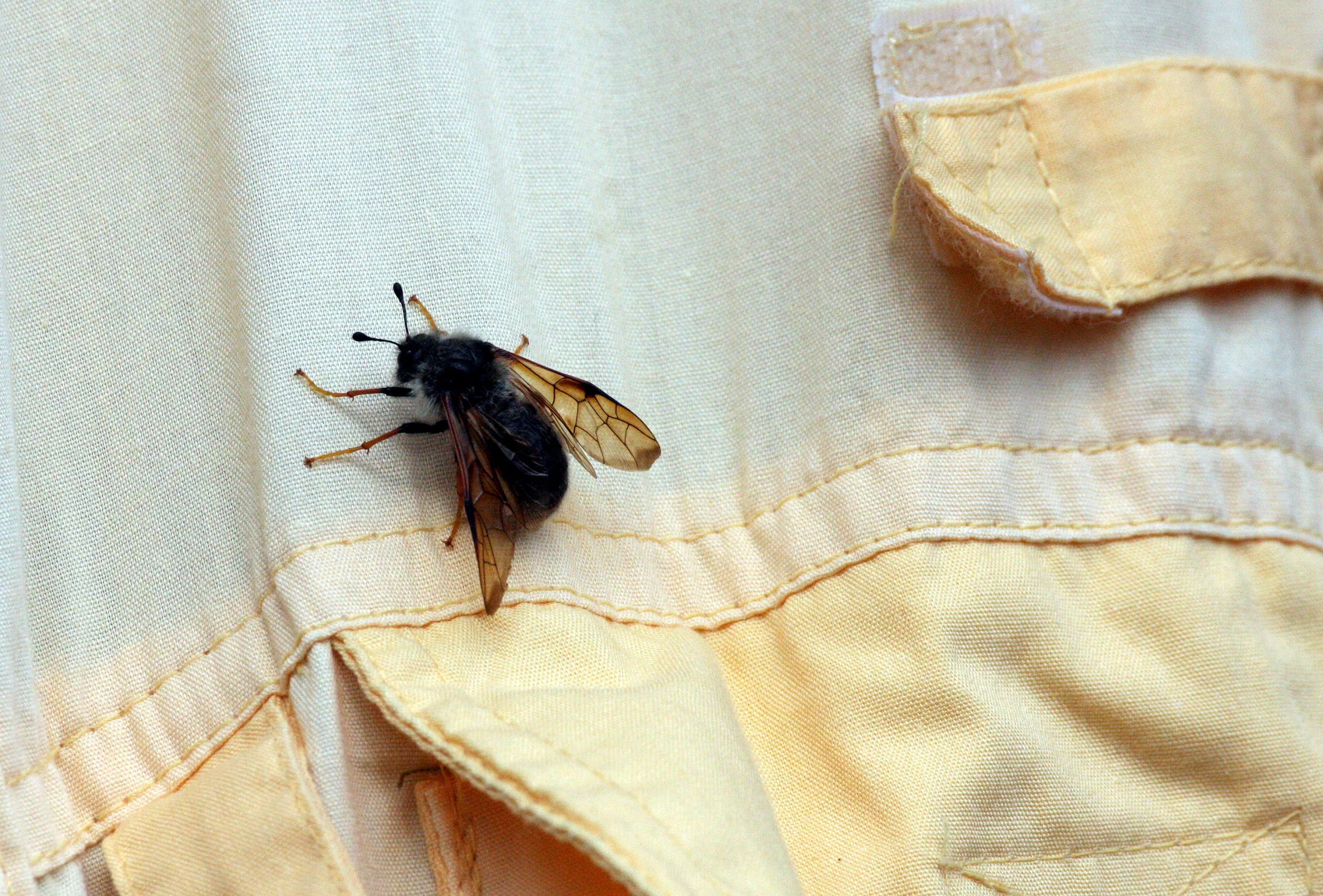 Hymenoptera species 5 - Olympic National Park, Washington