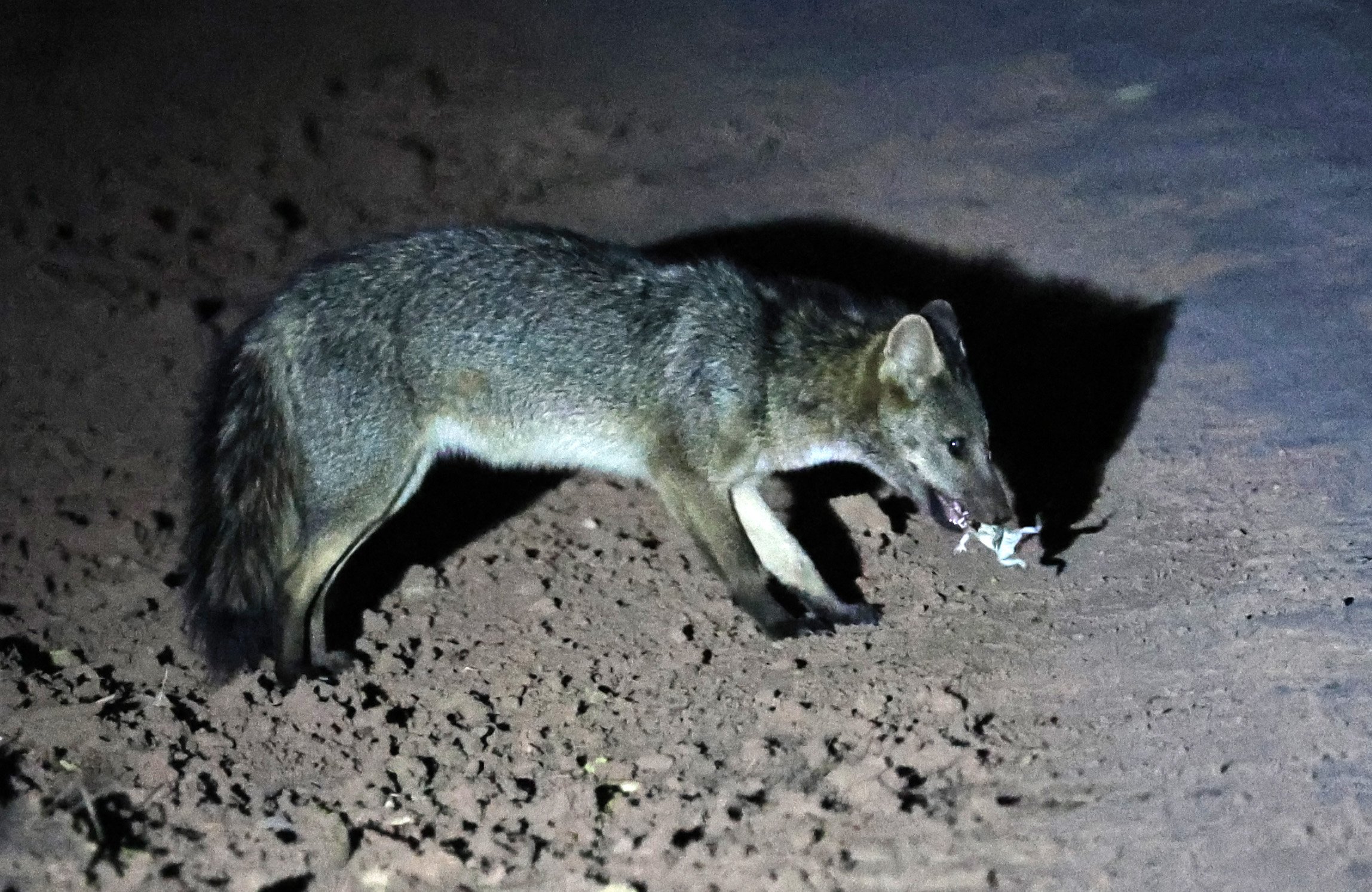 Crab-eating Fox (Cerdocyon thous) Agua Dulce Paraguay (33).jpg