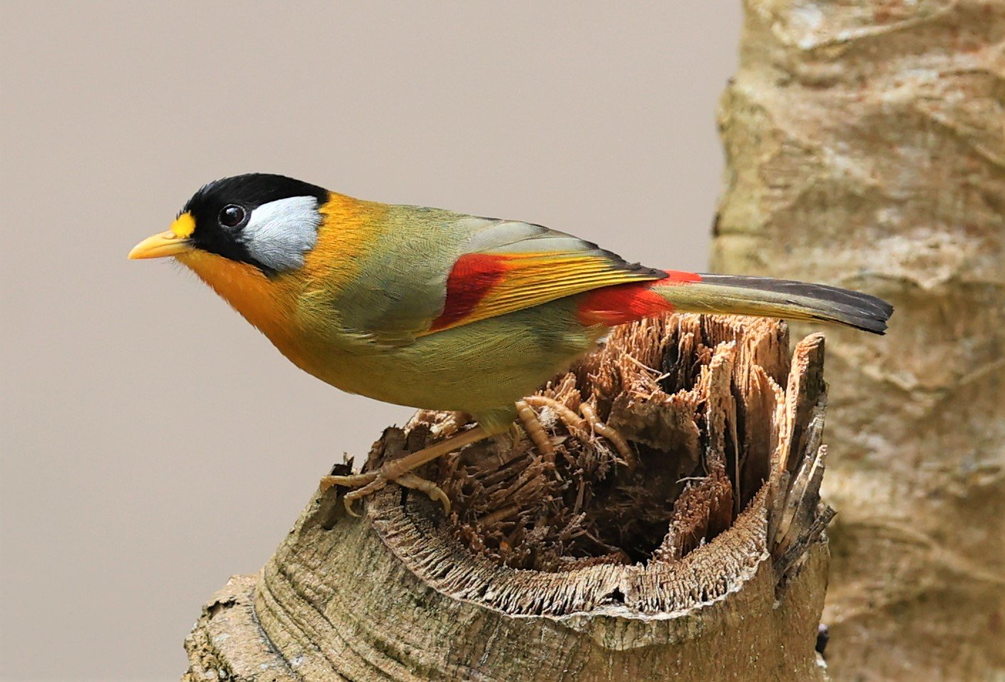 MESIA - SILVER-EARED MESIA - Leiothrix argentauris - DOI ANG KHANG CHIANG MAI FEB 2022 (3).jpg
