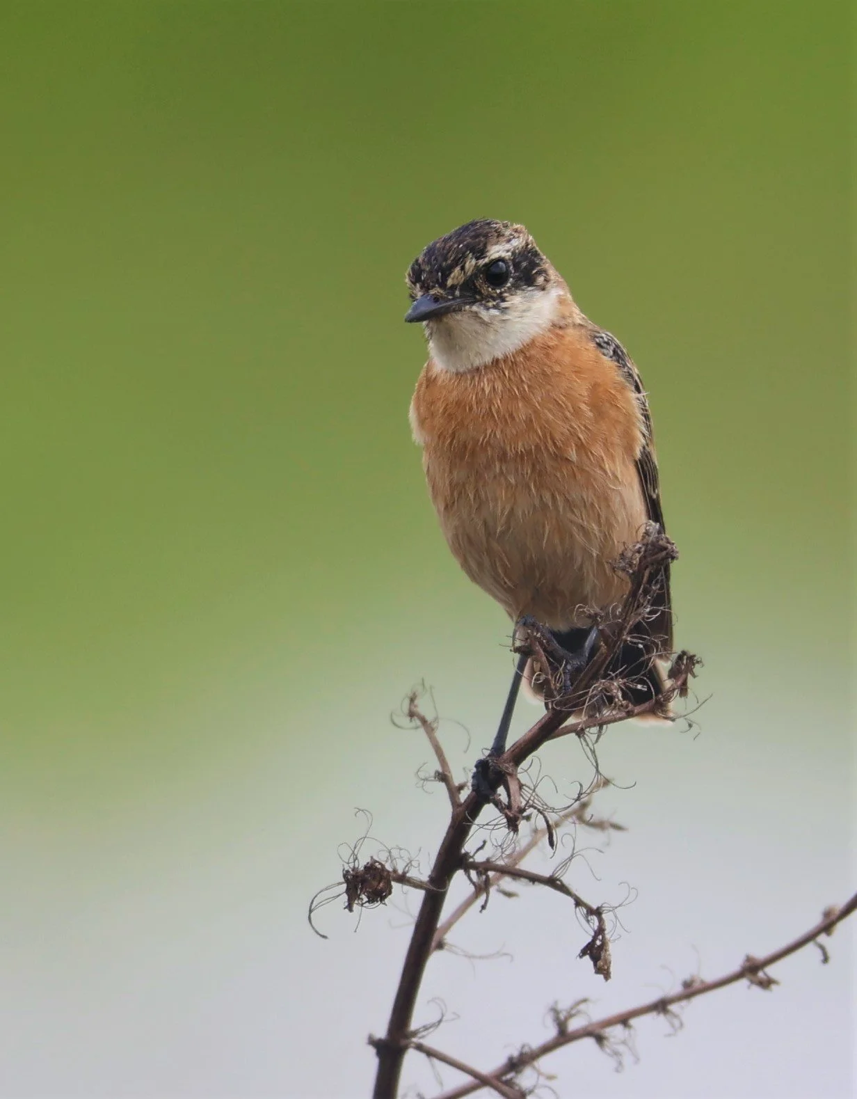 STONECHAT - AMUR (STEJNEGER'S) STONECHAT - Saxicola stejnegeri - PATHUM THANI RICE RESEARCH CENTER 06 NOV 2021 (2).jpg