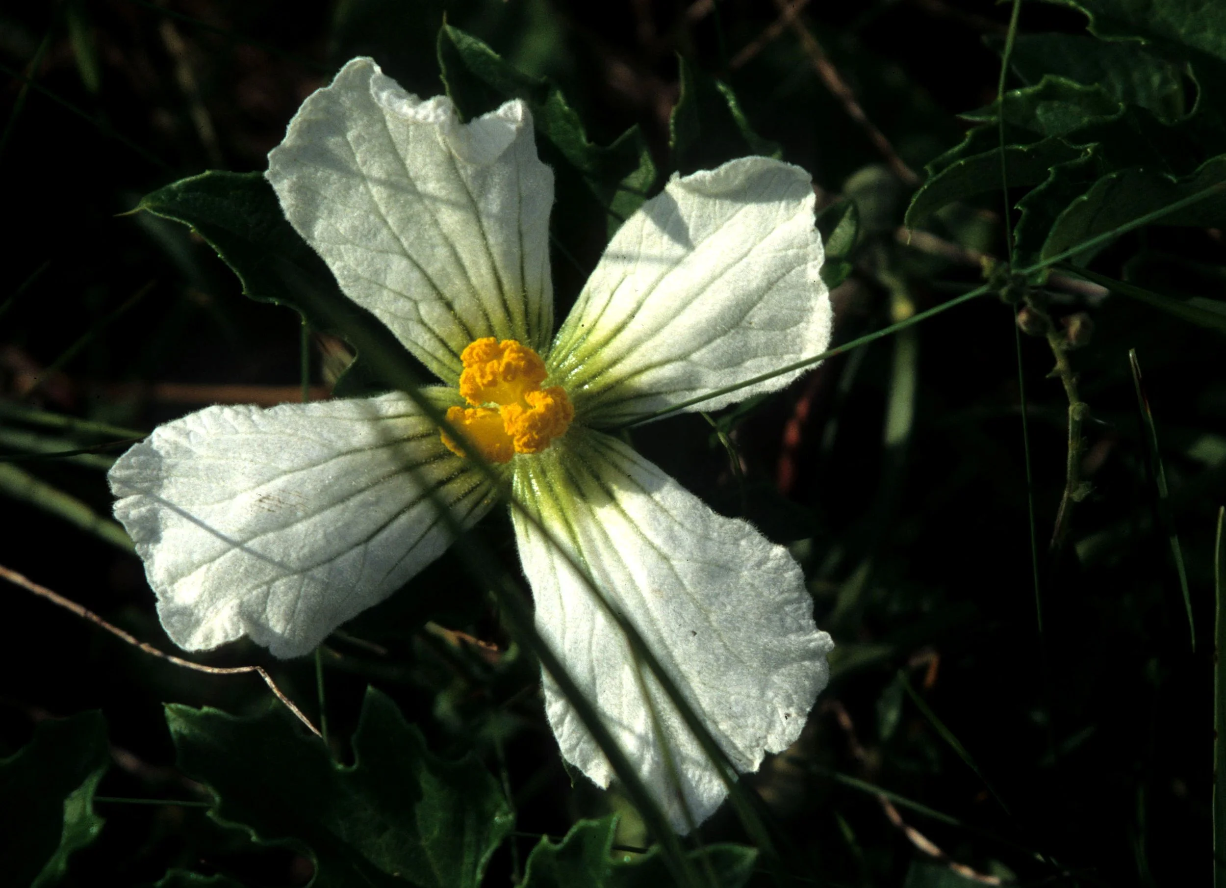 RWANDA - PLANTS - SPECIES.jpg
