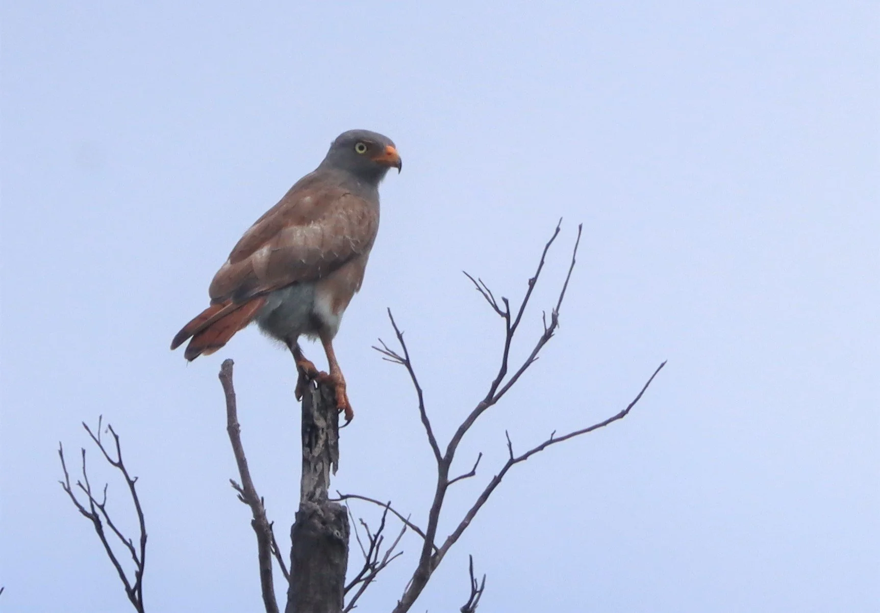 BUZZARD - RUFOUS-WINGED BUZZARD - Butastur liventer - SAKAERAT ENVIRONMENTAL RESEARCH STATION KORAT (10).jpg