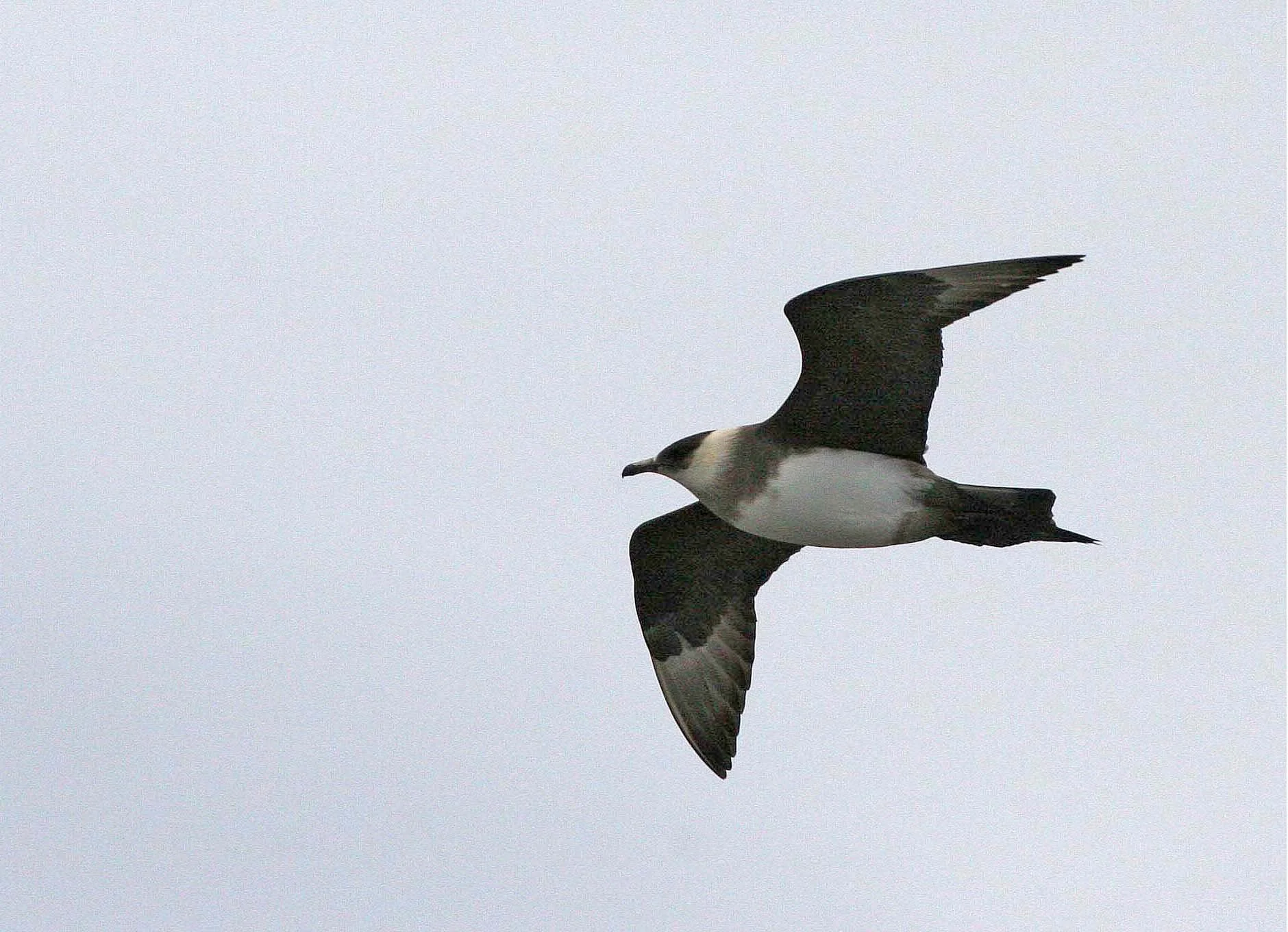 Pomarine Jaeger