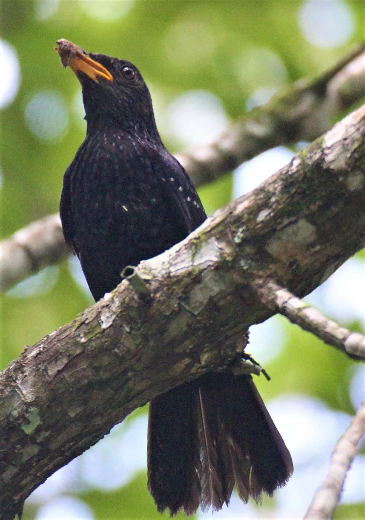 WHISTLING THRUSH - BLUE WHISTLING THRUSH - Myophonus caeruleus - AO PHANG NGA NATIONAL PARK AREA (4).jpg