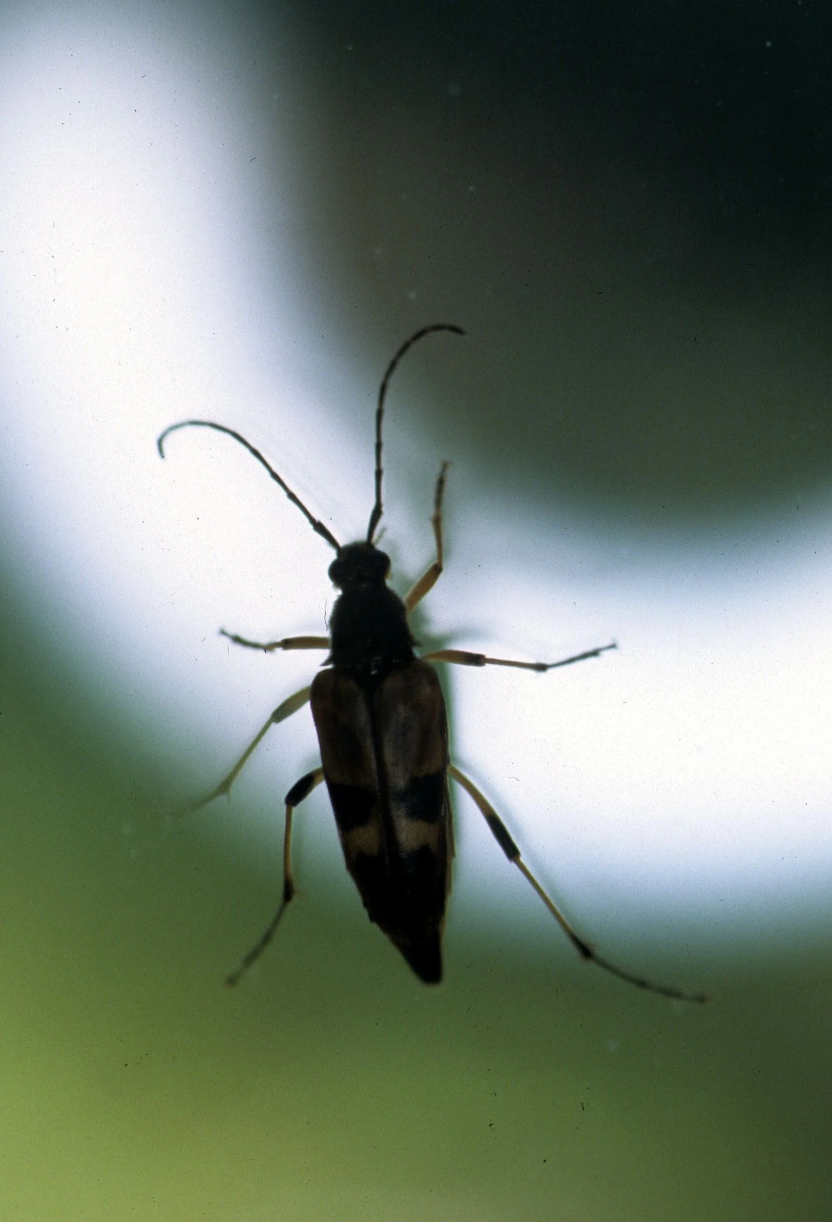 INVERTS - COLEOPTERA - LEPTURA SPECIES - LAKE FARM (2).jpg