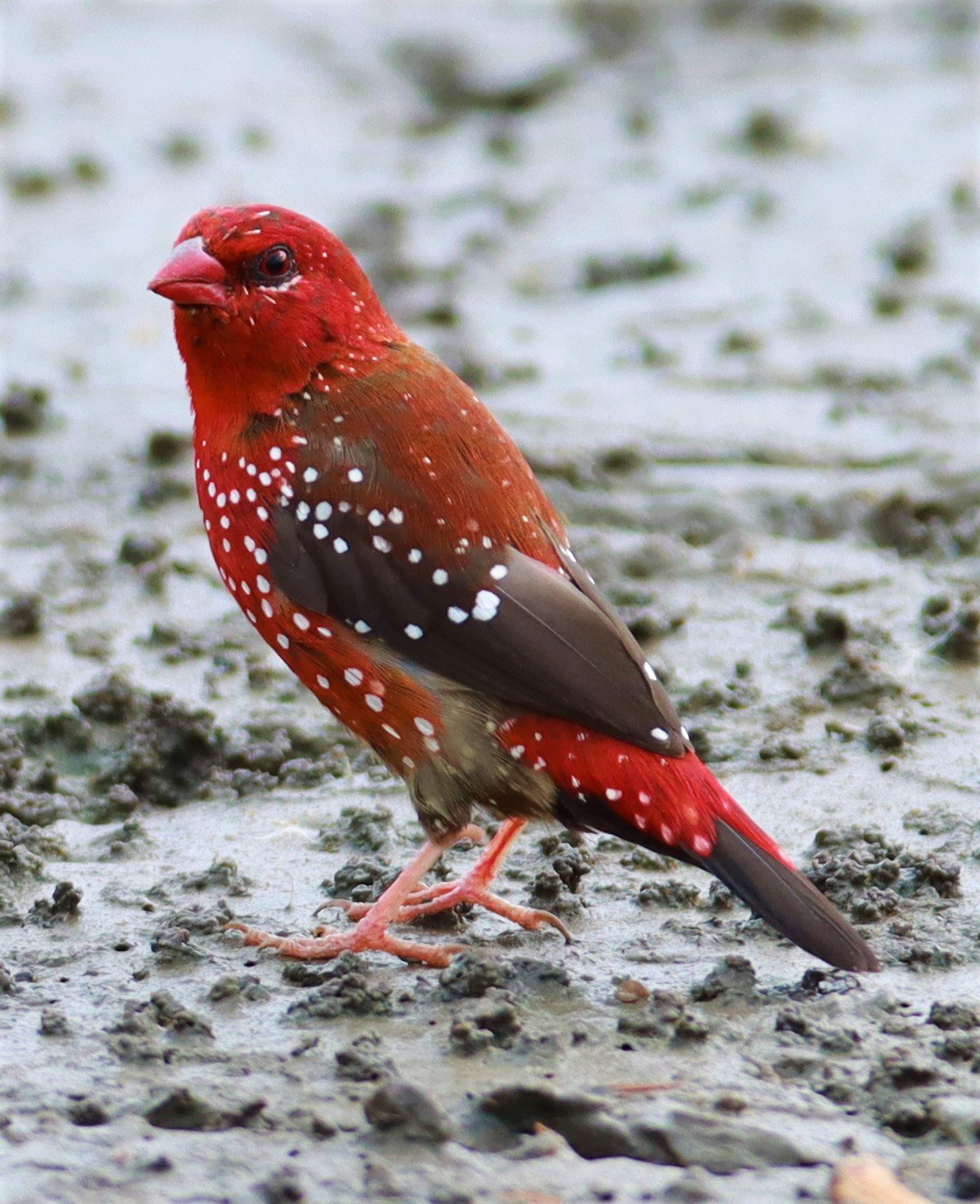 RED AVADAVAT - Amandava amandava - LAT KRABANG THAP YAO RICEFIELDS August 25, 2021 (101).jpg