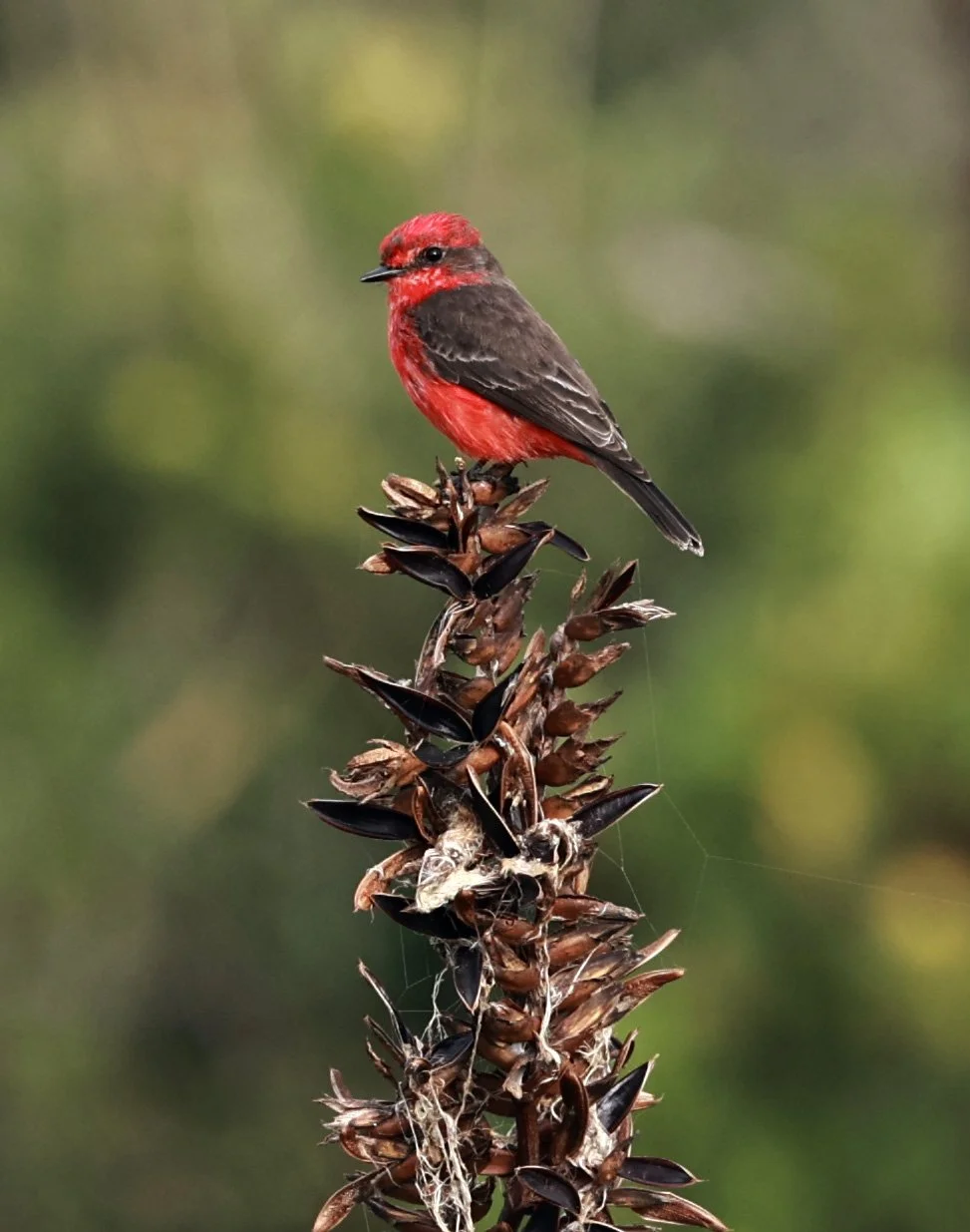 Vermilion Flycatcher (Pyrocephalus rubinus) Superagüi National Park, Brazil