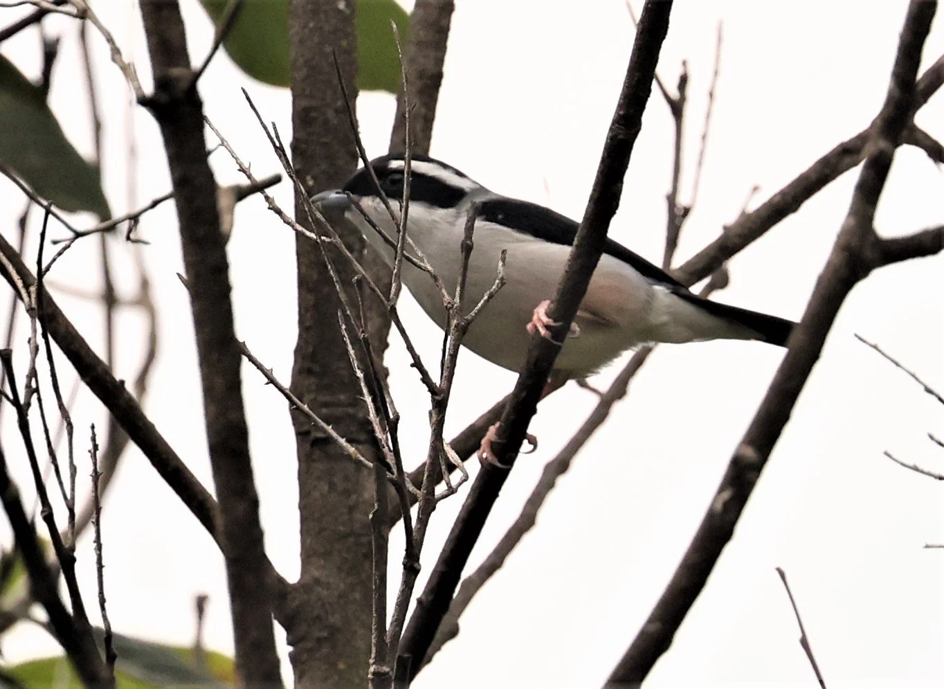 Blythe's Shrike Babbler (Pteruthius aeralatus) Kiew Lom Campground Doi Pha Hom Pok NP Thailand (32).jpg