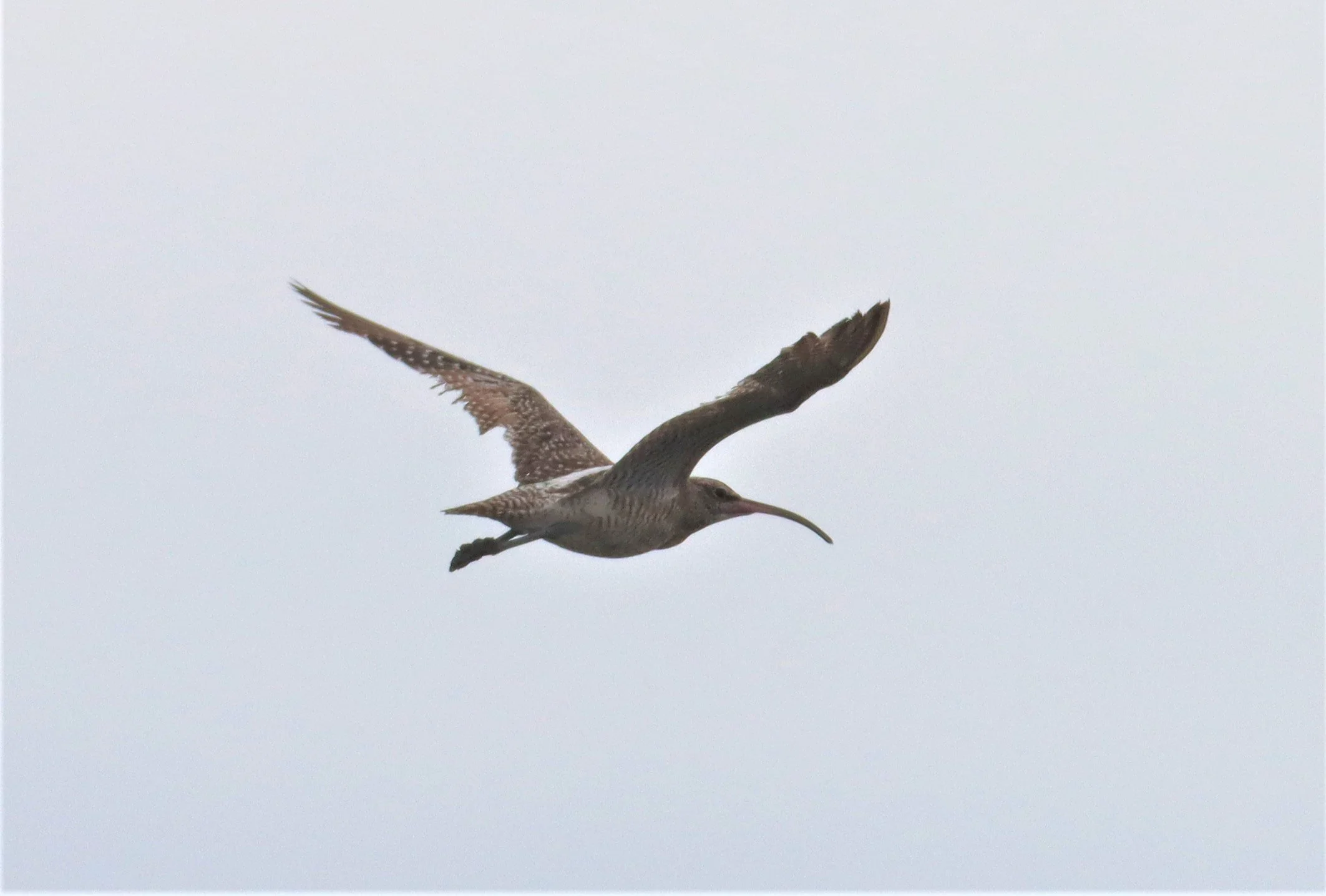 WHIMBREL - Numenius phaeopus - Mangrove Forest Research Center.jpg