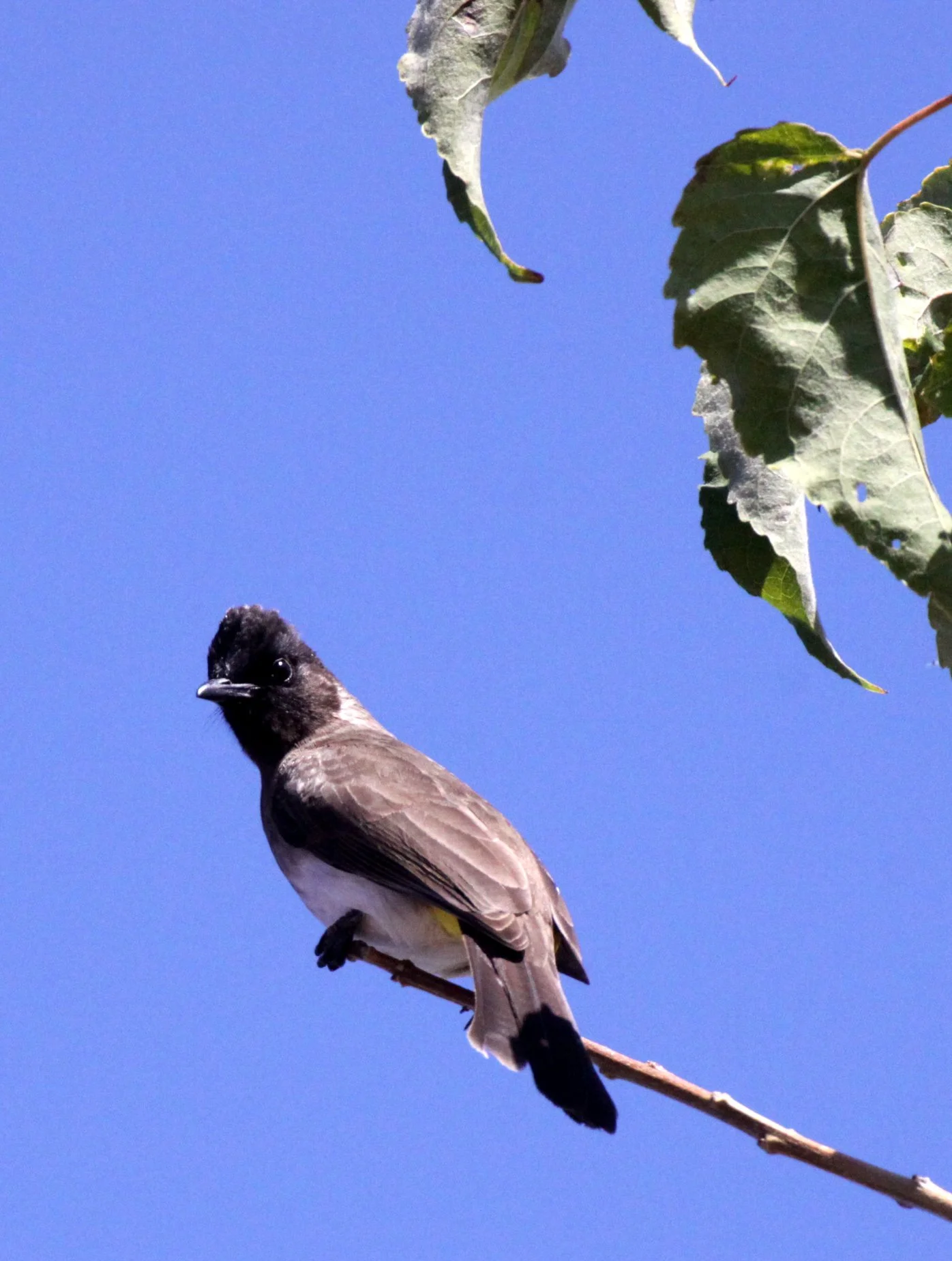 BULBUL - BLACK-EYED OR DARK-CAPPED BULBUL - Pycnonotus tricolor - CHOBE NATIONAL PARK BOTSWANA (1).JPG