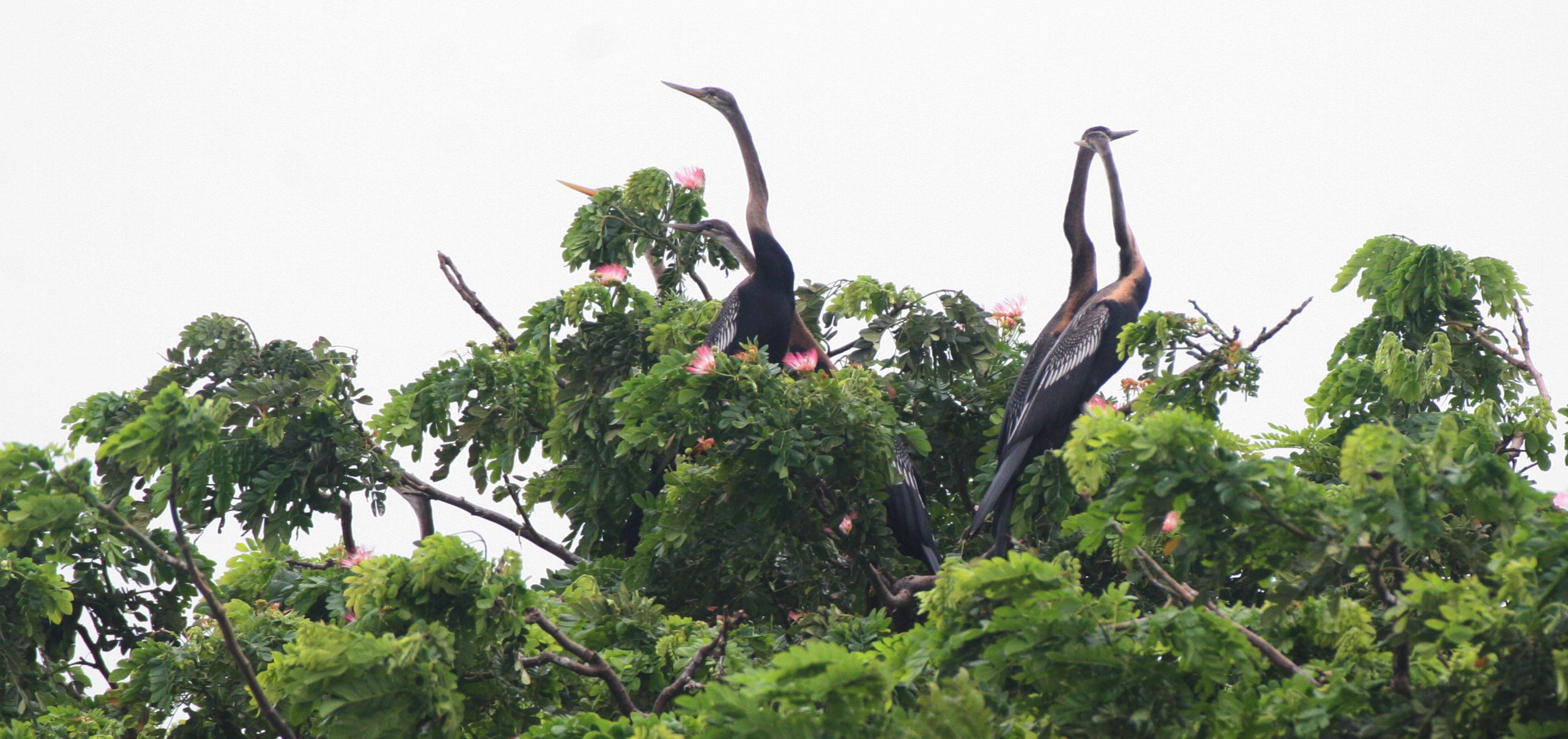 DARTER - Anhinga melanogaster - BUENG BORAPHET THAILAND (29).JPG