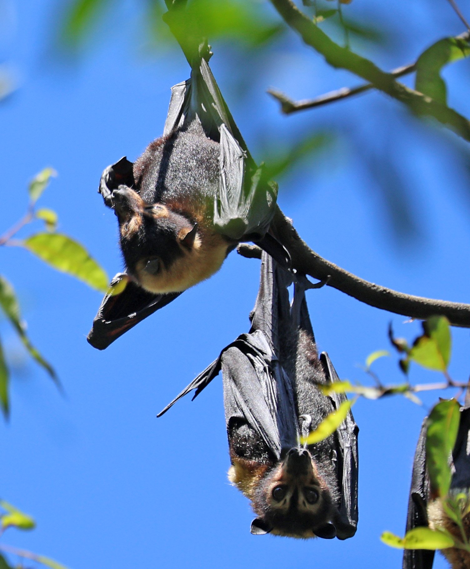Spectacled Flying-fox (Pteropus conspicillatus) Yungaburra Peterson Creek - Queensland 