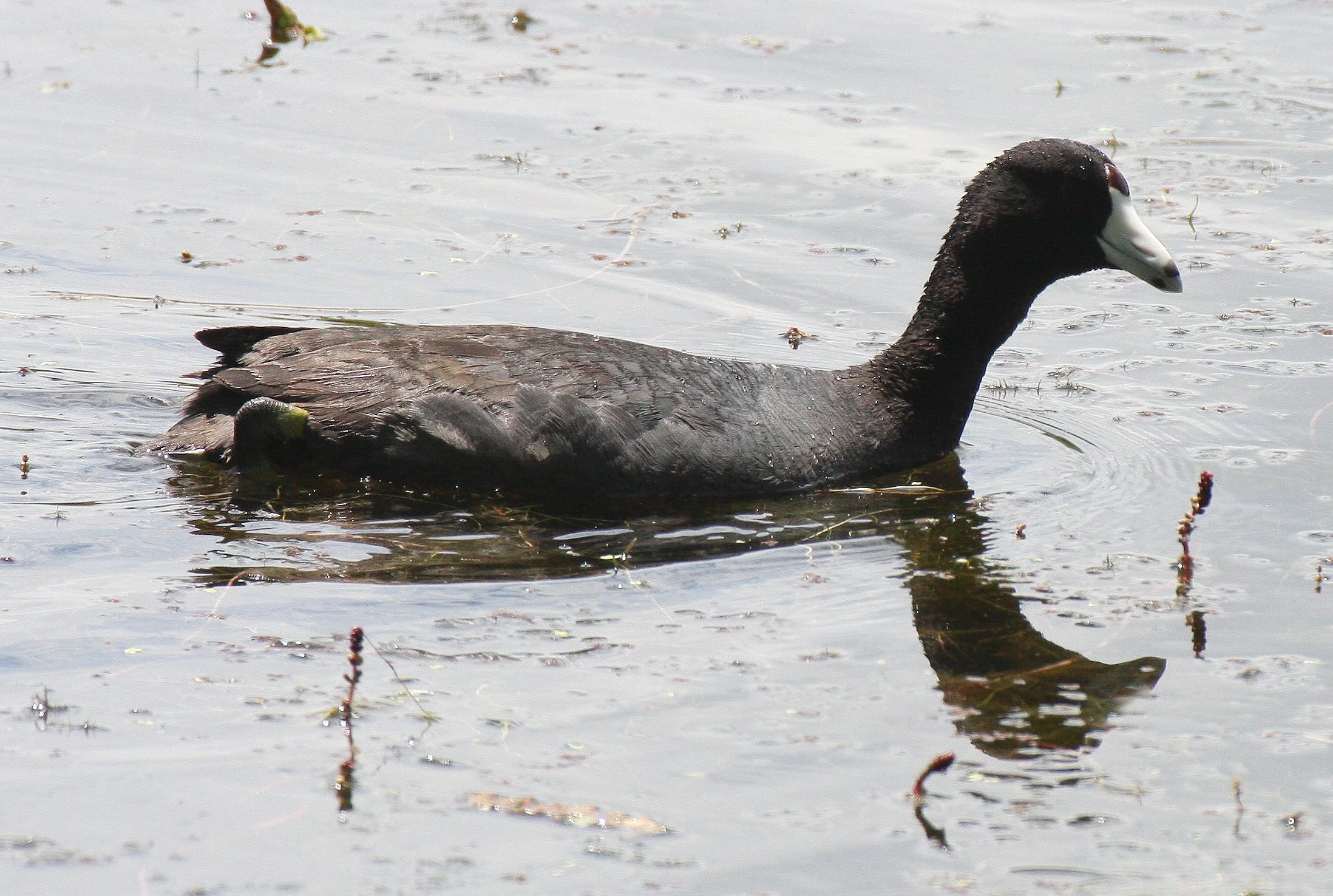 American Coot (Fulica americana) Ridgefield NWR Washington (3).JPG