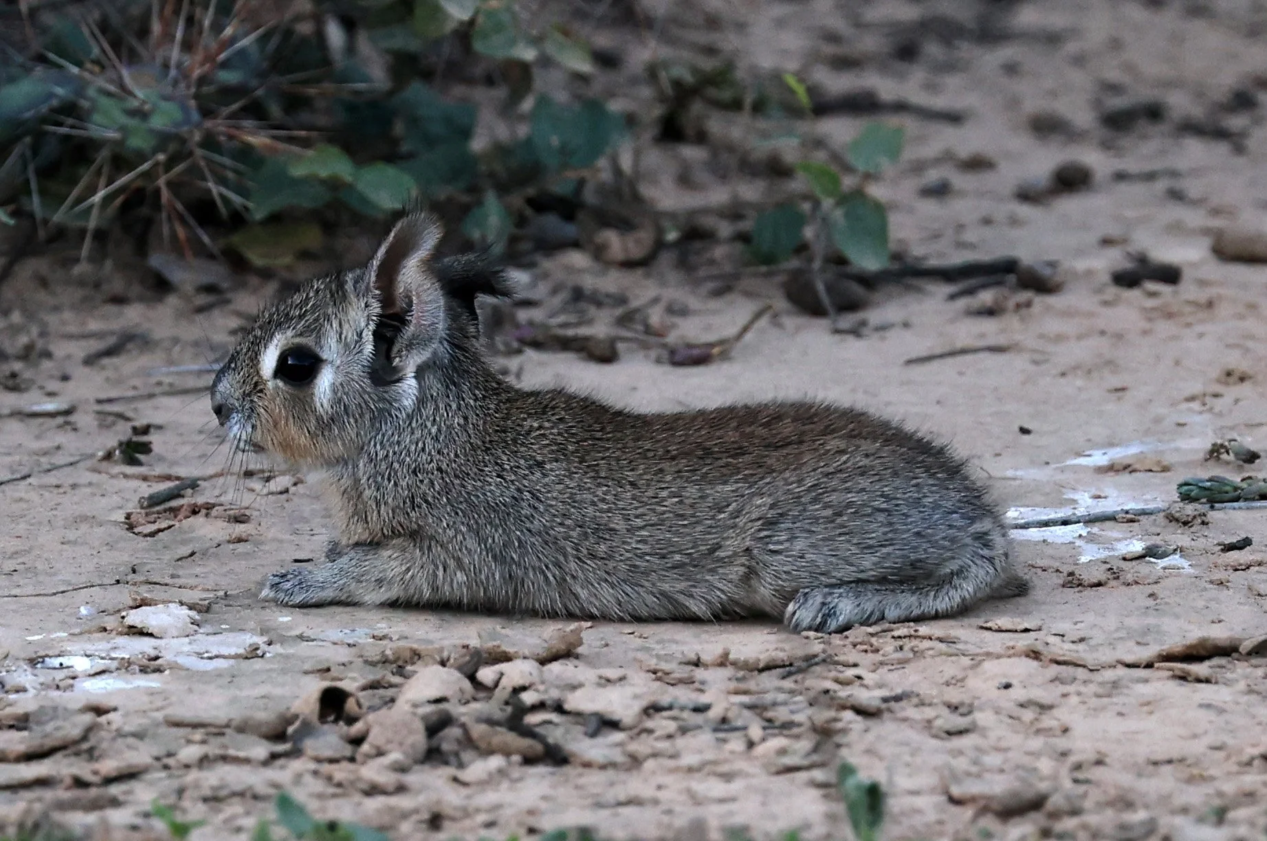 Chacoan Mara (Dolichotis salinicola) Fortin Toledo Paraguay (6).jpg