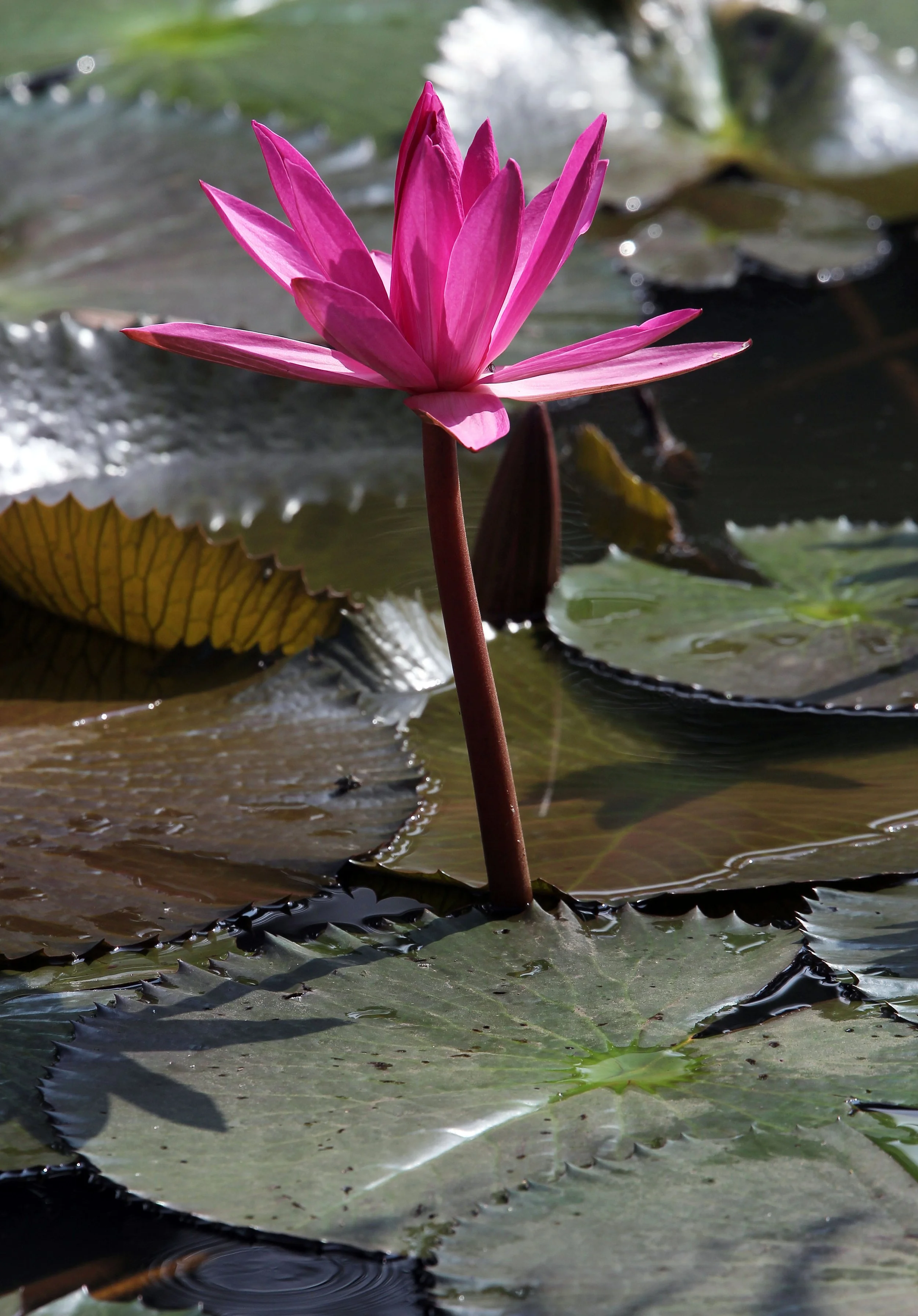 2015 Koh Lanta October Break Trip  (349).JPG