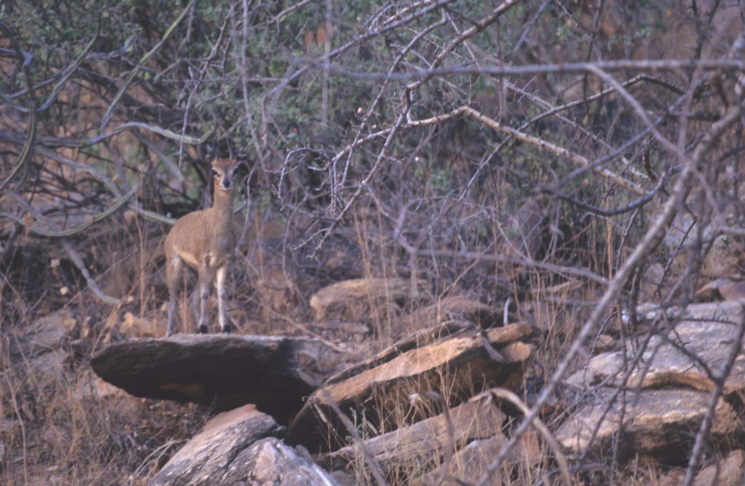 BOVID - KLIPSPRINGER - SHABA (2).jpg