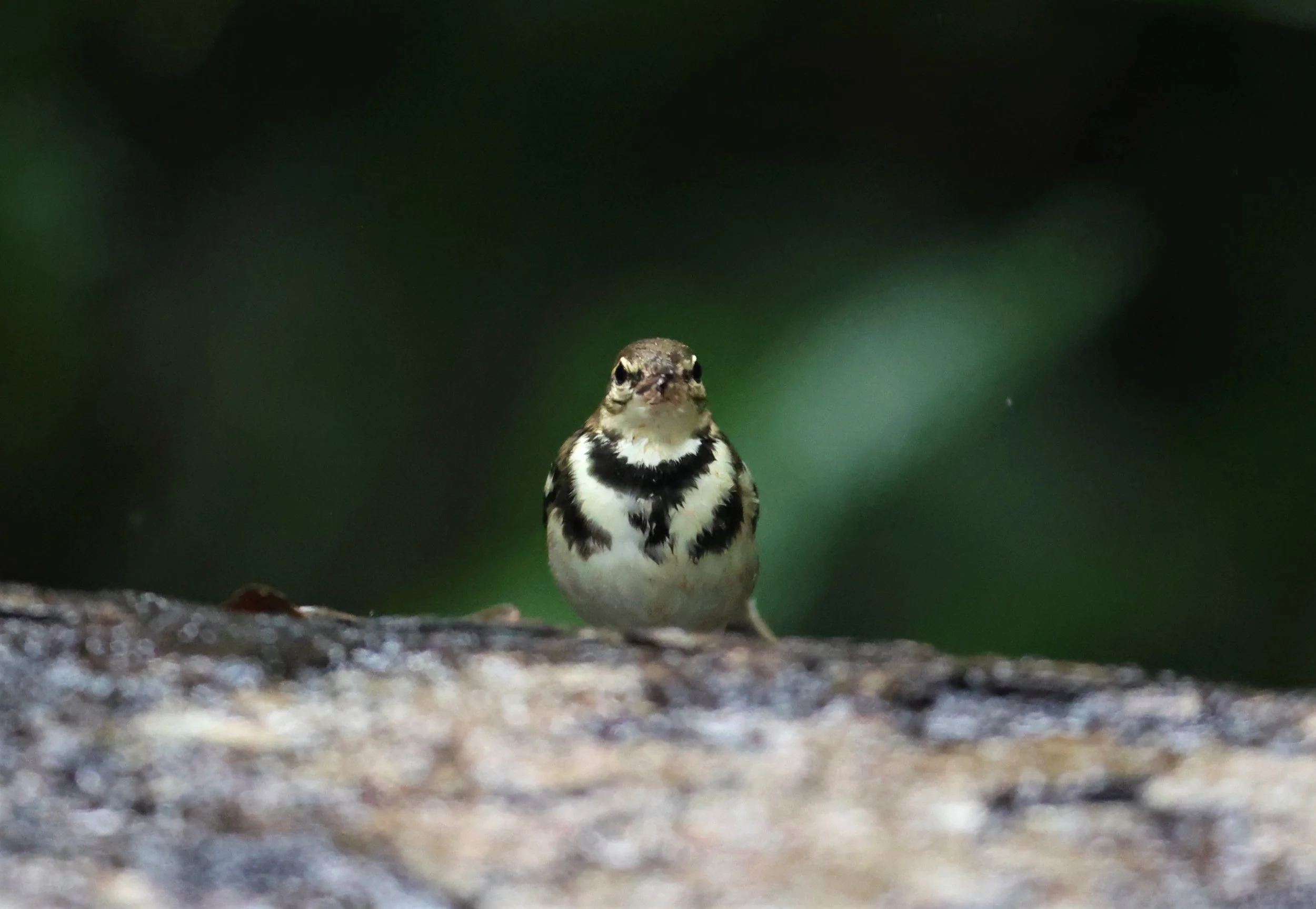 FOREST WAGTAIL - Dendronanthus indicus -KAENG KRACHAN NATIONAL PARK 16 OCT 2021 (108).jpg