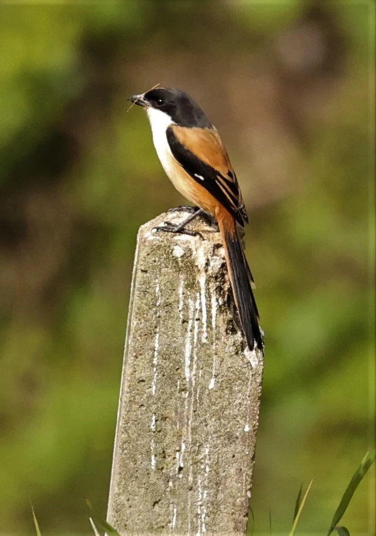 Long-tailed Shrike (Lanius schach) Doi Ang Khang Chiang Mai (2).jpg
