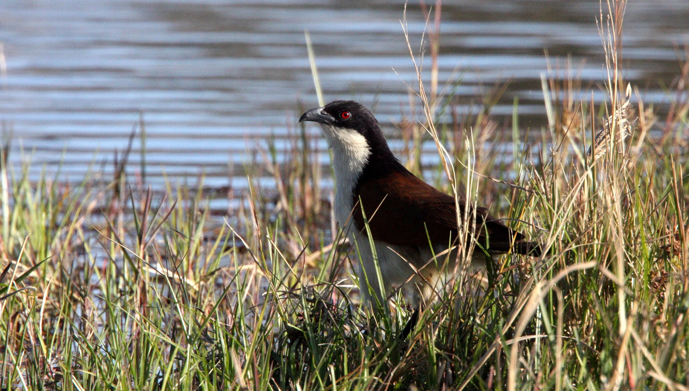 Coppery-tailed Coucal (Centropus cupreicaudis) Khwai Camp Okavango Botswana (3).JPG
