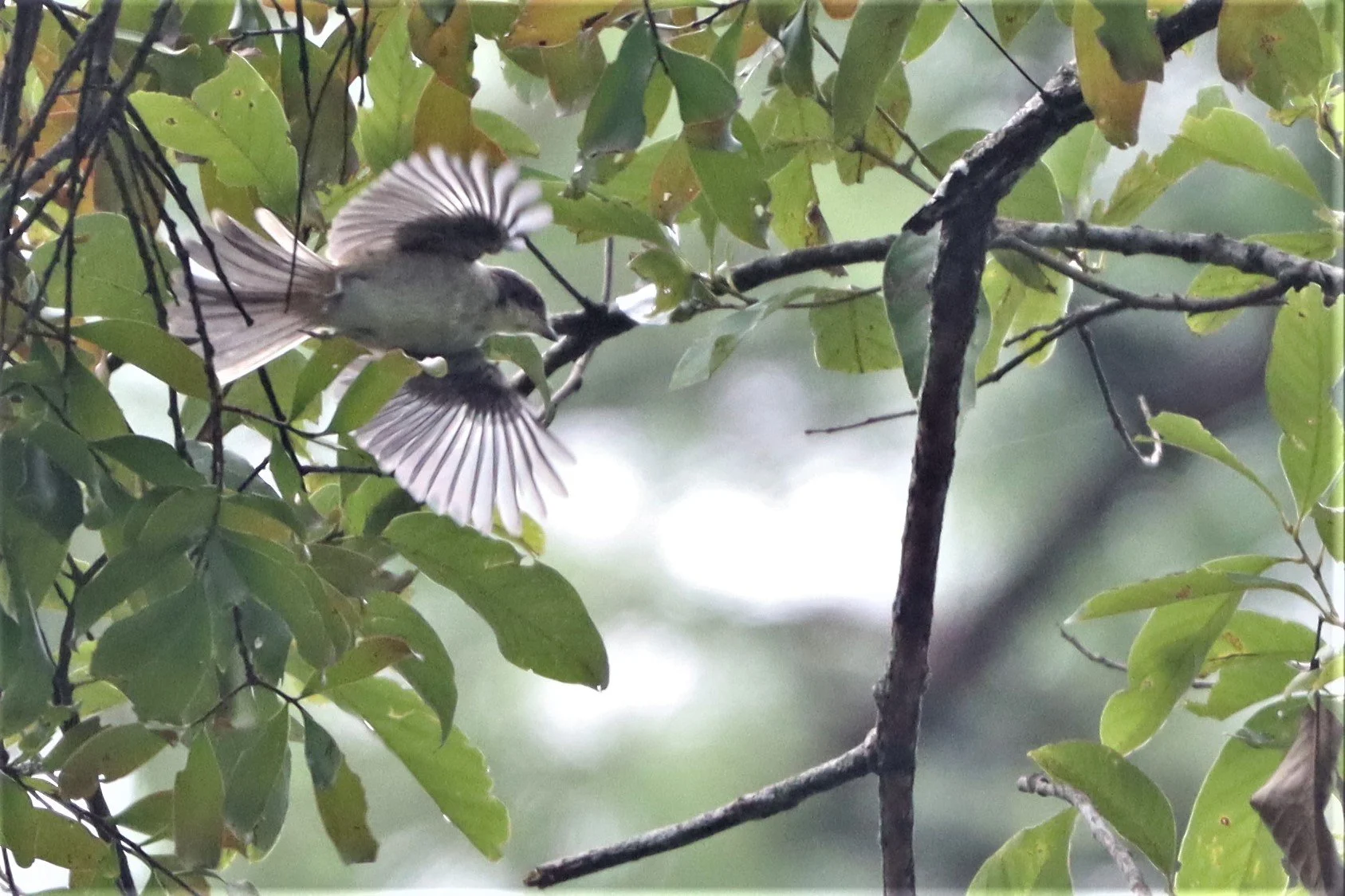 Burmese Shrike (Lanius collurioides) Doi Lang Chiang Mai (8).jpg
