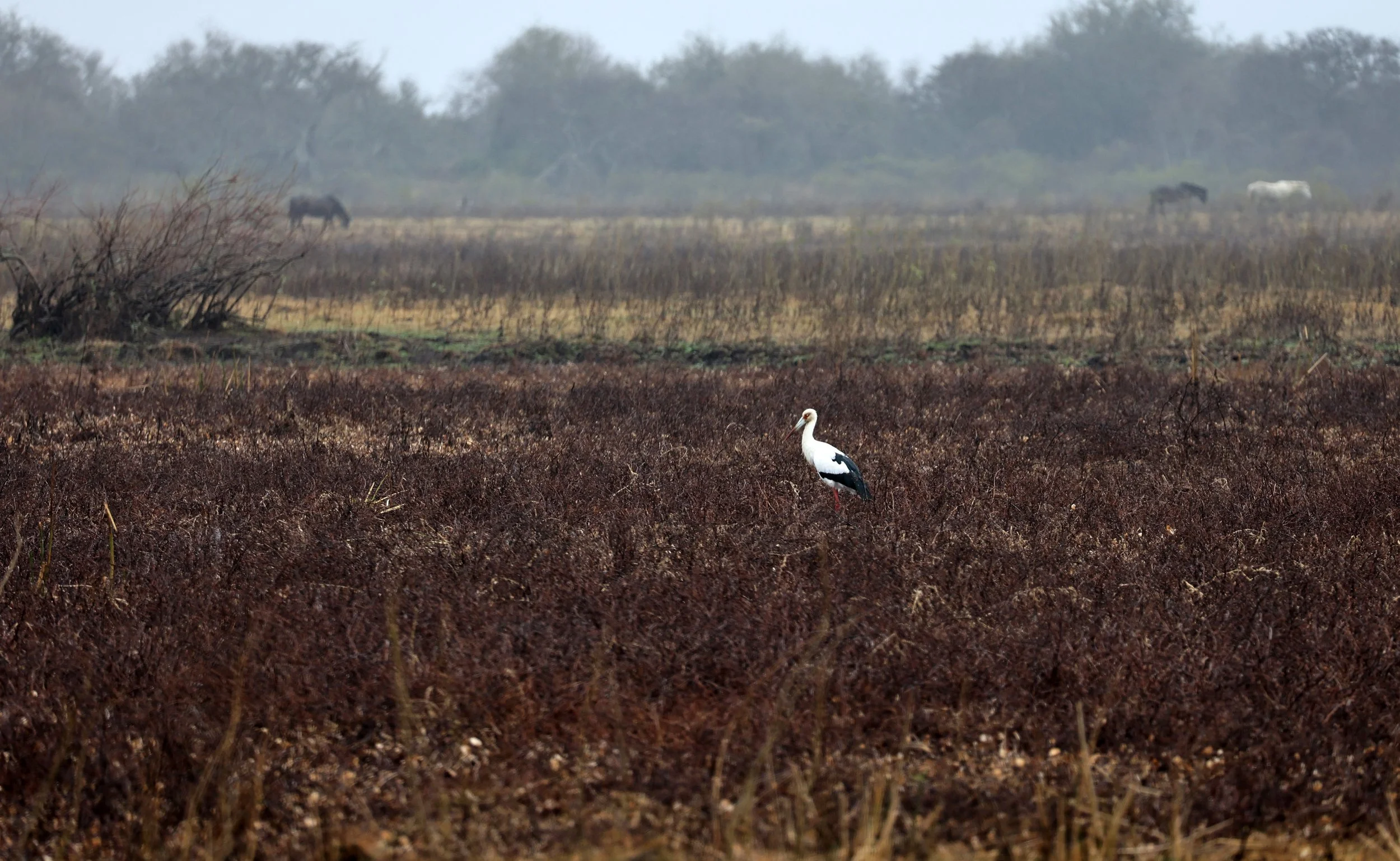 Maguari Stork (Ciconia maguari) Reserva Natural Ceibas, Entre Rios, Argentina (1).jpg